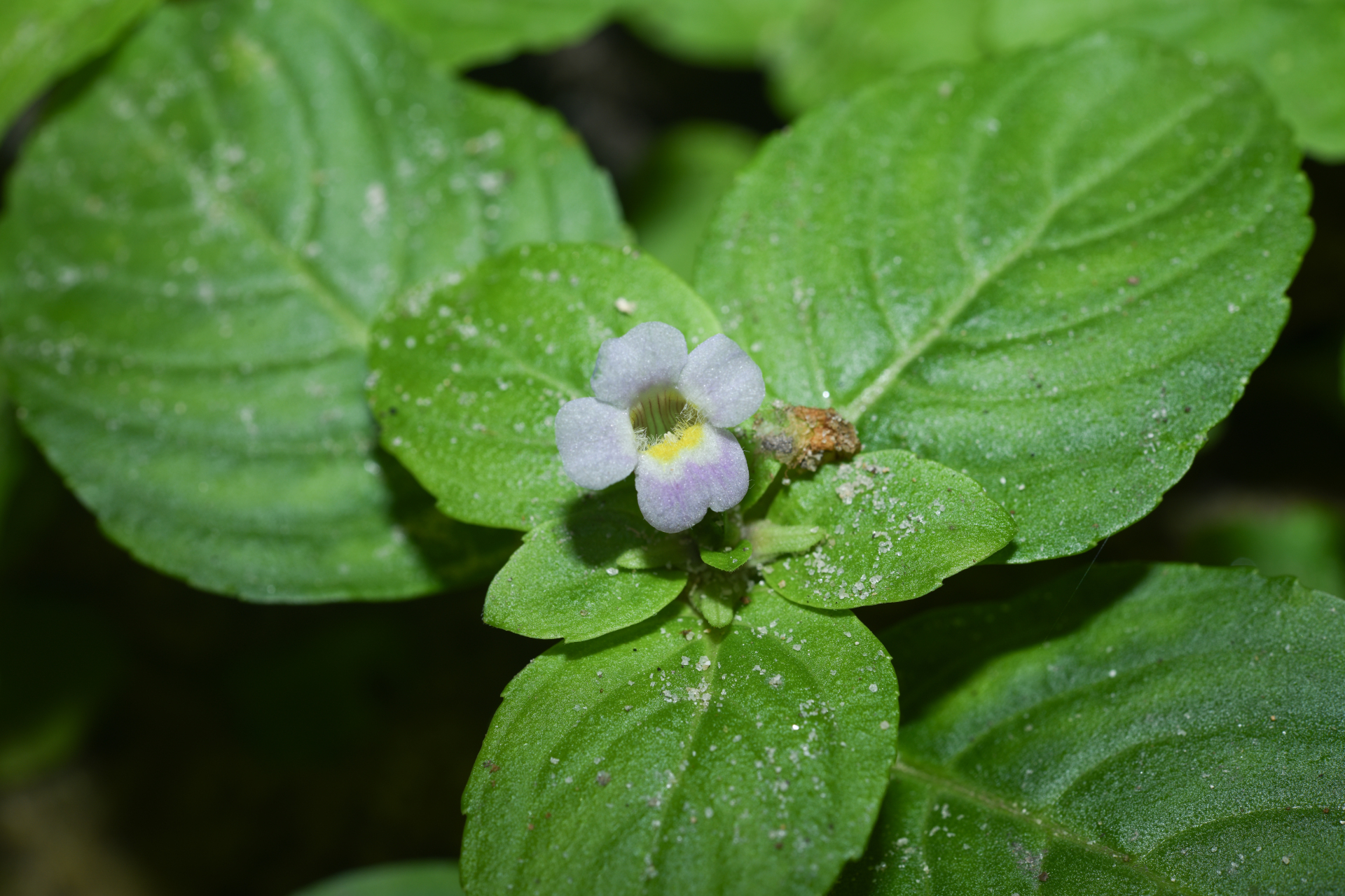 Limnophila rugosa (Lour.) Merr. - Photo Bivouac Naturaliste