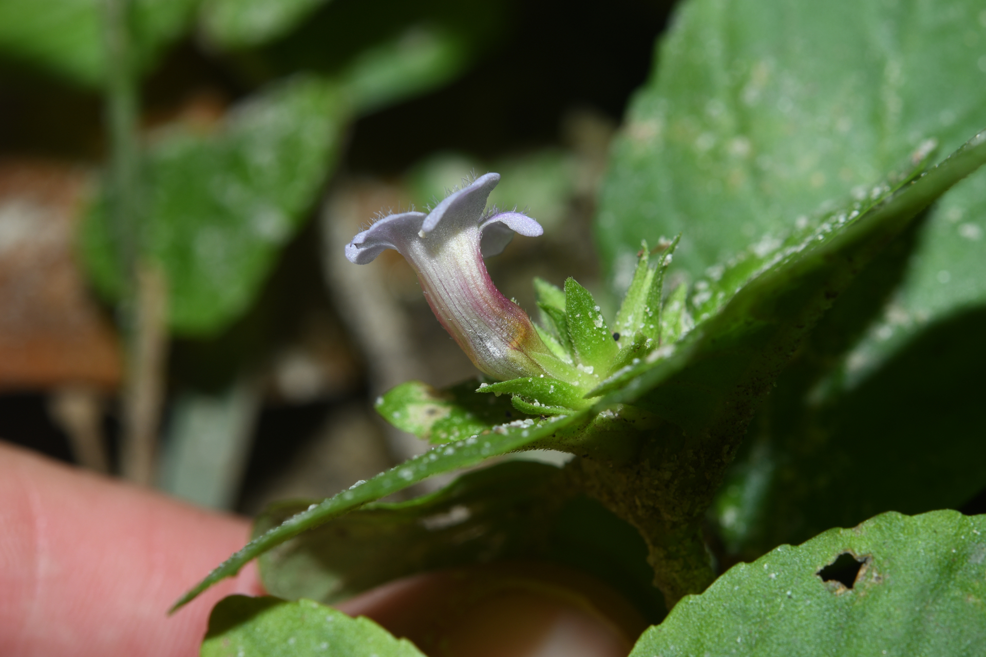 Limnophila rugosa (Lour.) Merr. - Photo Bivouac Naturaliste