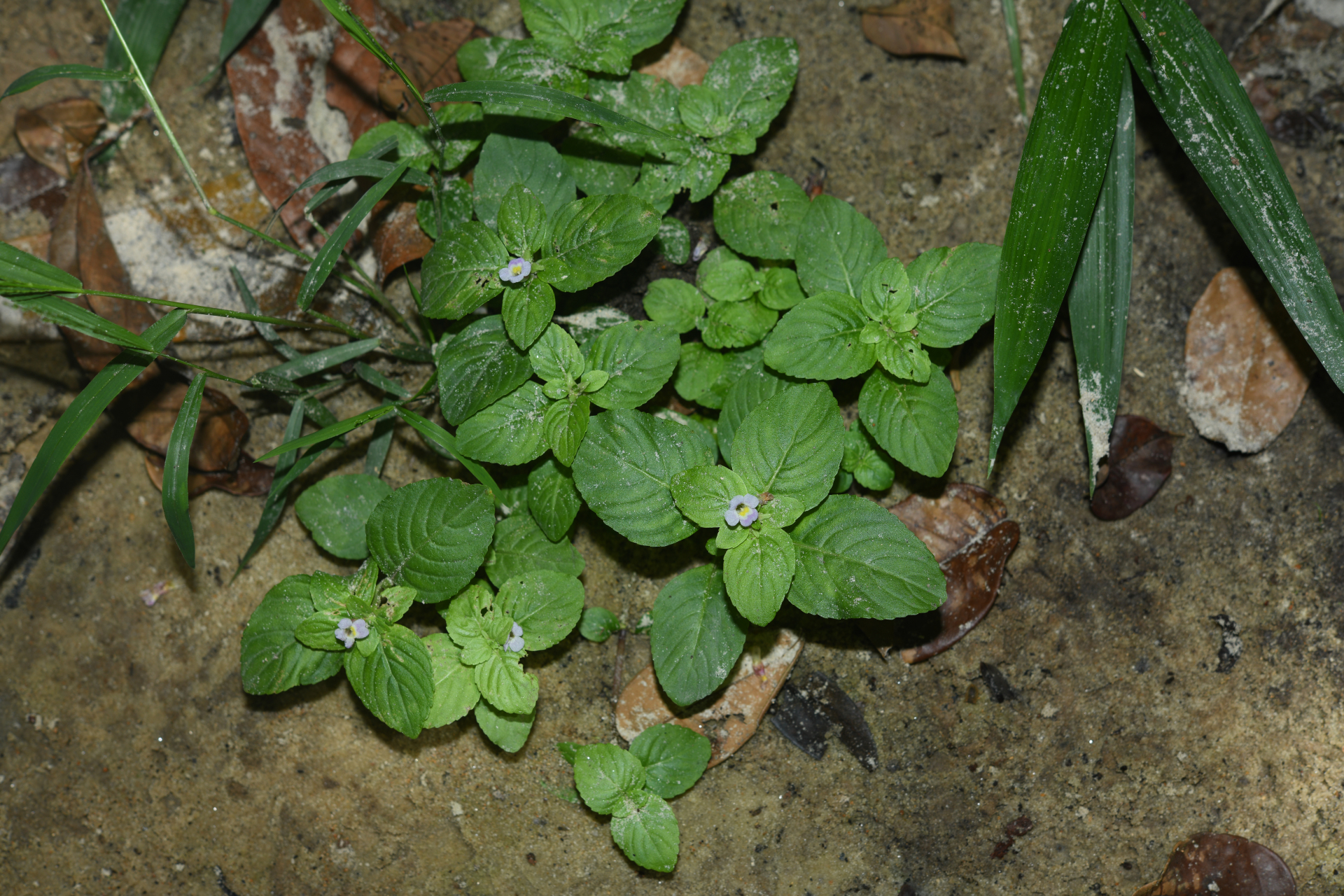 Limnophila rugosa (Lour.) Merr. - Photo Bivouac Naturaliste