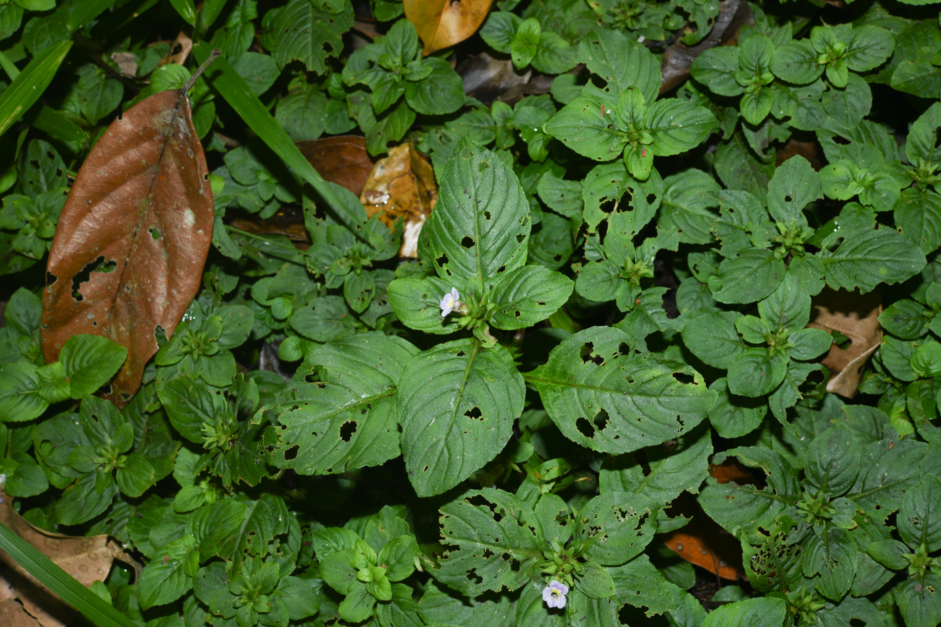 Limnophila rugosa (Lour.) Merr. - Photo Bivouac Naturaliste