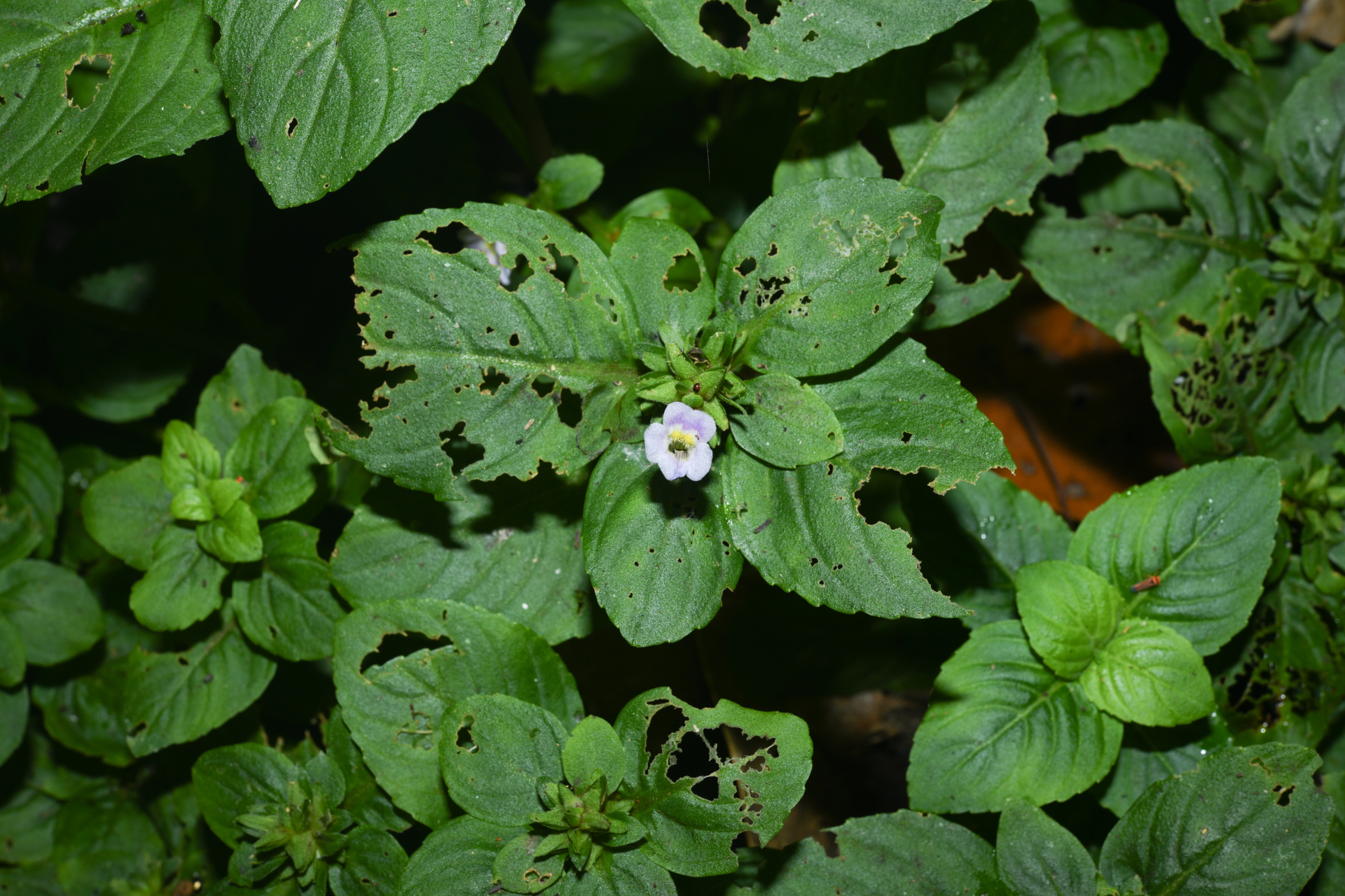 Limnophila rugosa (Lour.) Merr. - Photo Bivouac Naturaliste