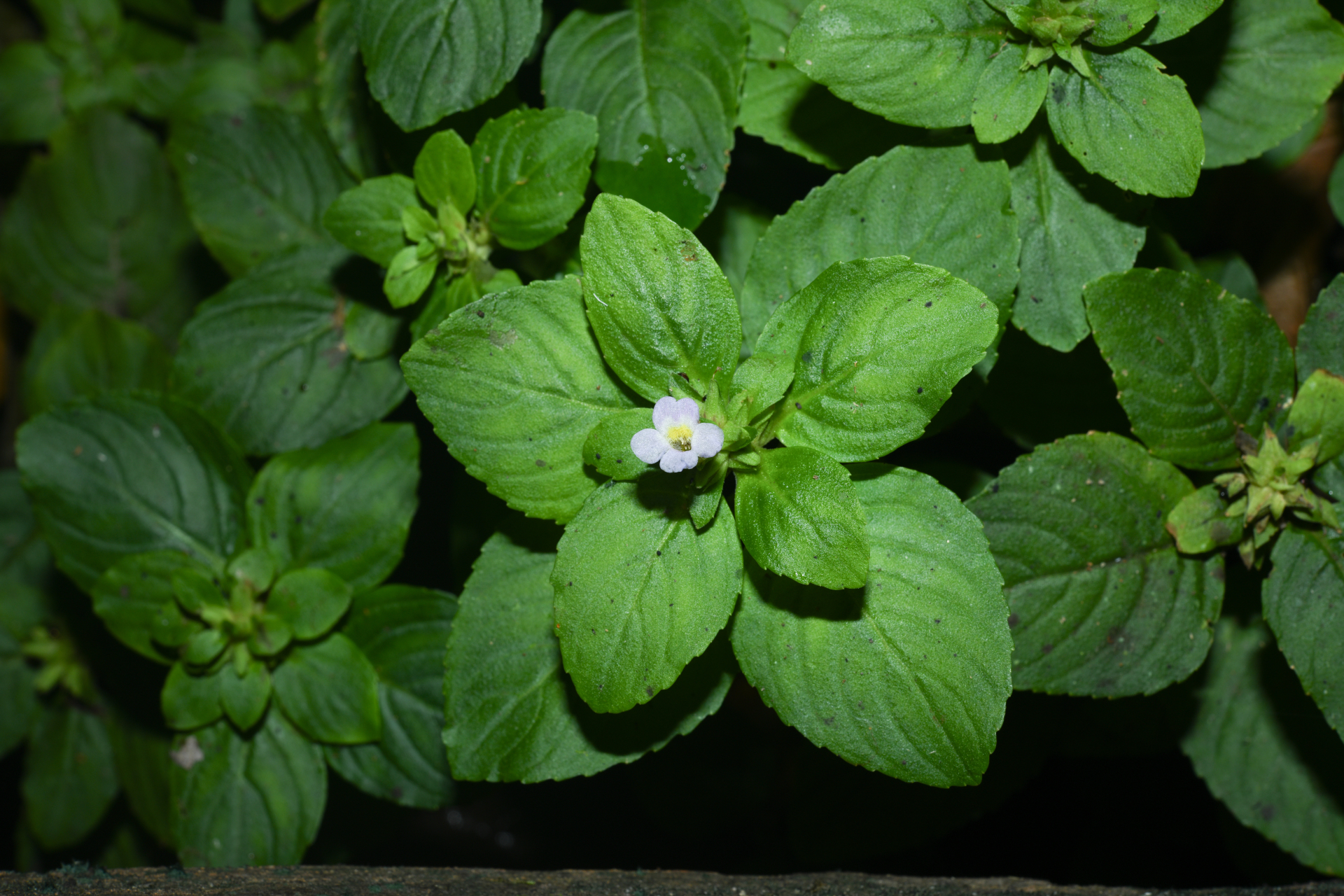 Limnophila rugosa (Lour.) Merr. - Photo Bivouac Naturaliste