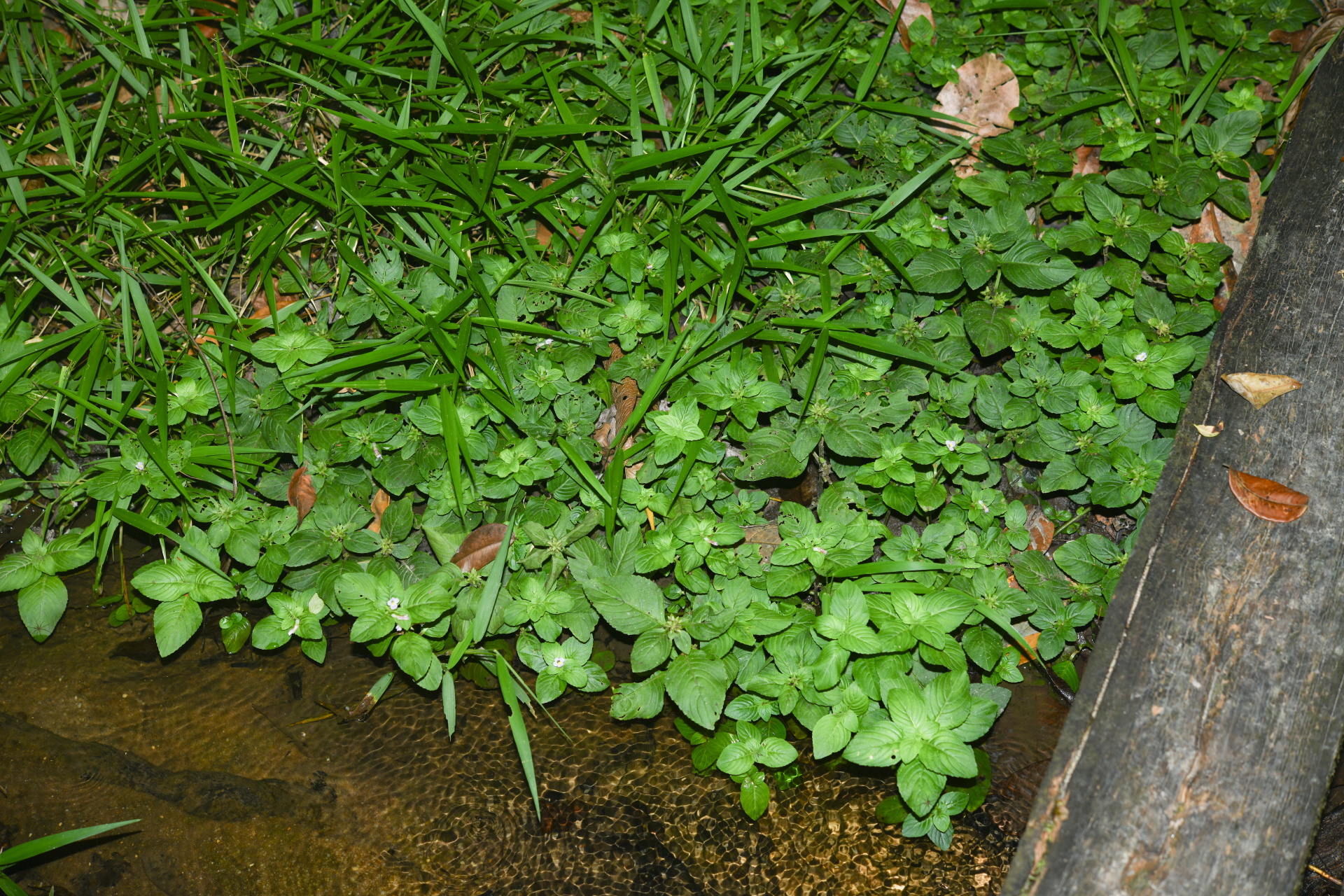 Limnophila rugosa (Lour.) Merr. - Photo Bivouac Naturaliste