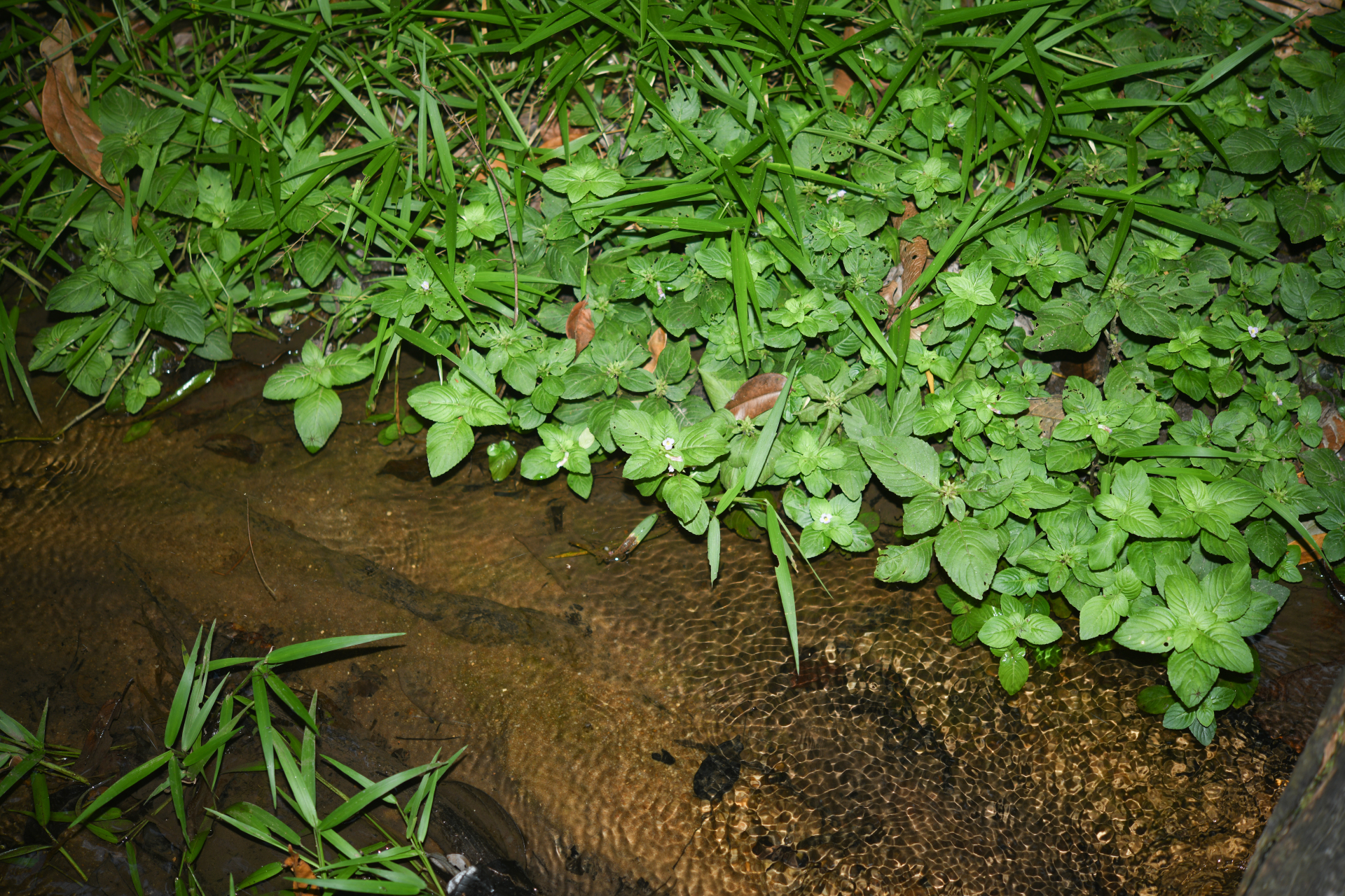 Limnophila rugosa (Lour.) Merr. - Photo Bivouac Naturaliste