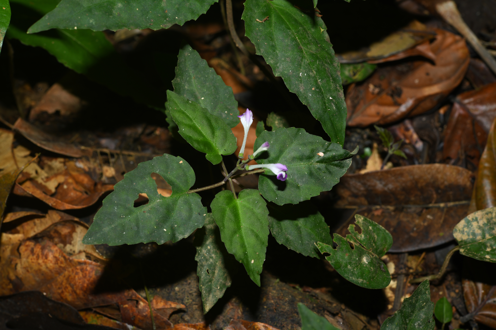 Scutellaria leucantha Loes. - Photo Bivouac Naturaliste