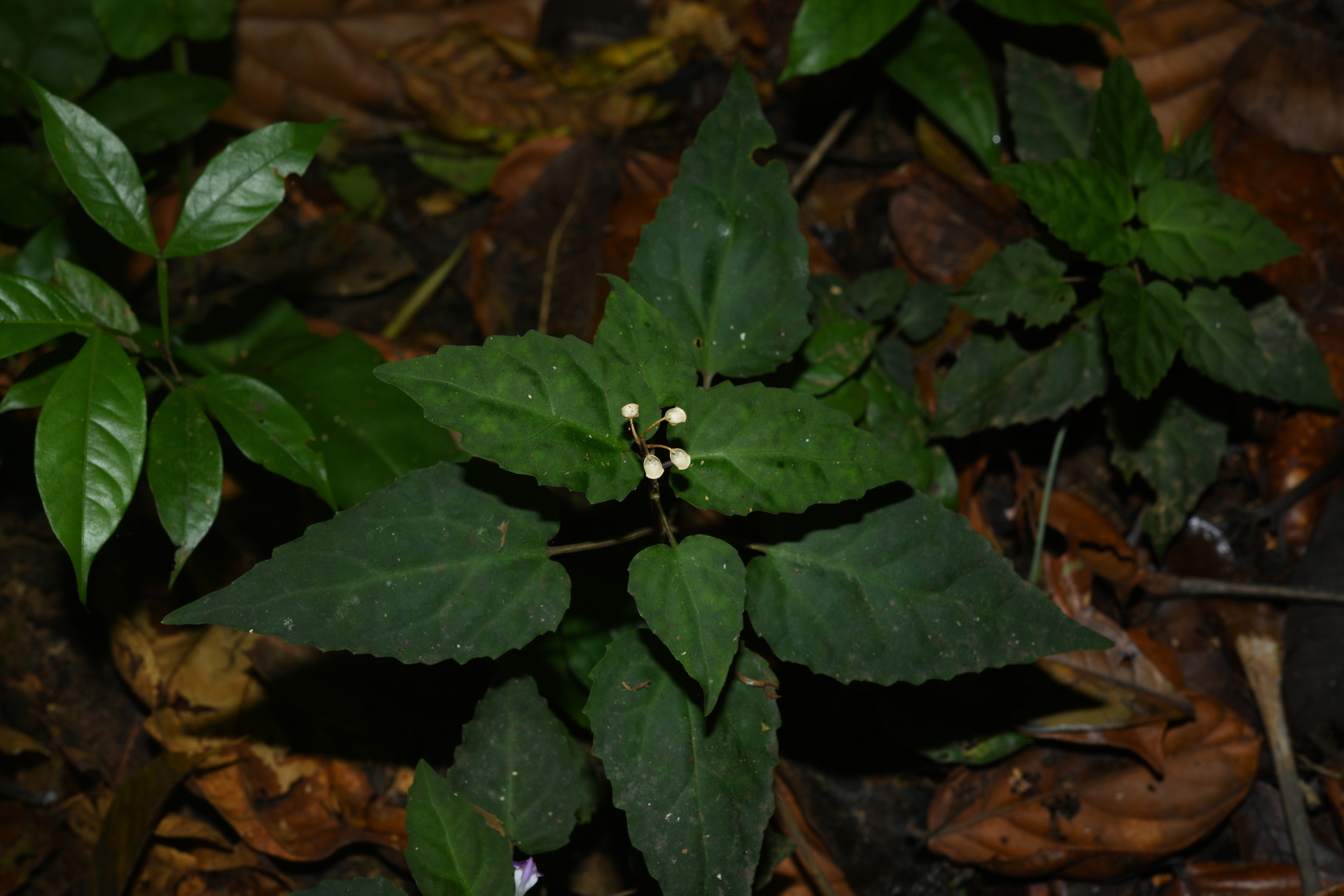 Scutellaria leucantha Loes. - Photo Bivouac Naturaliste