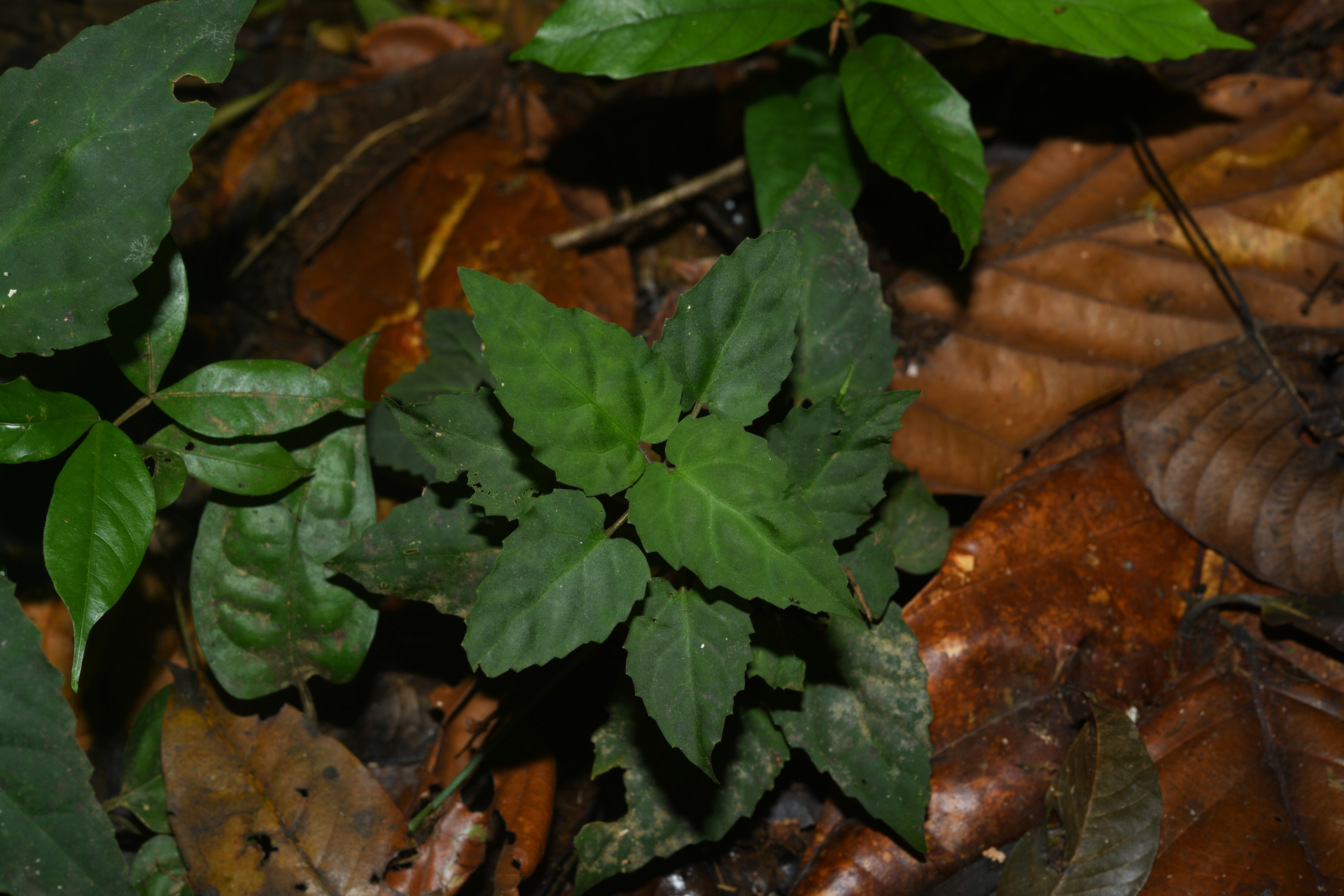 Scutellaria leucantha Loes. - Photo Bivouac Naturaliste