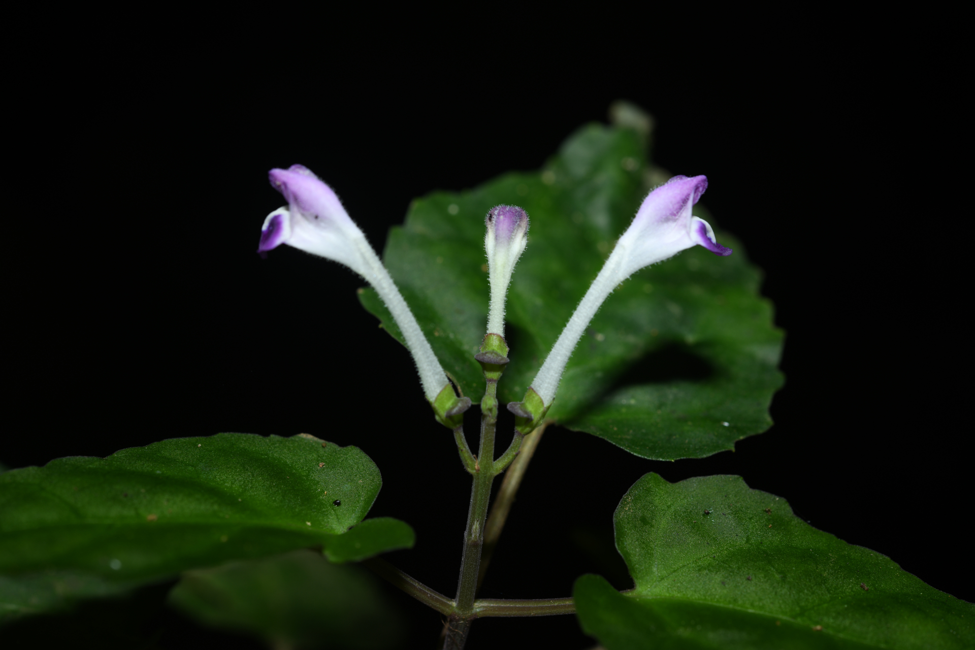 Scutellaria leucantha Loes. - Photo Bivouac Naturaliste