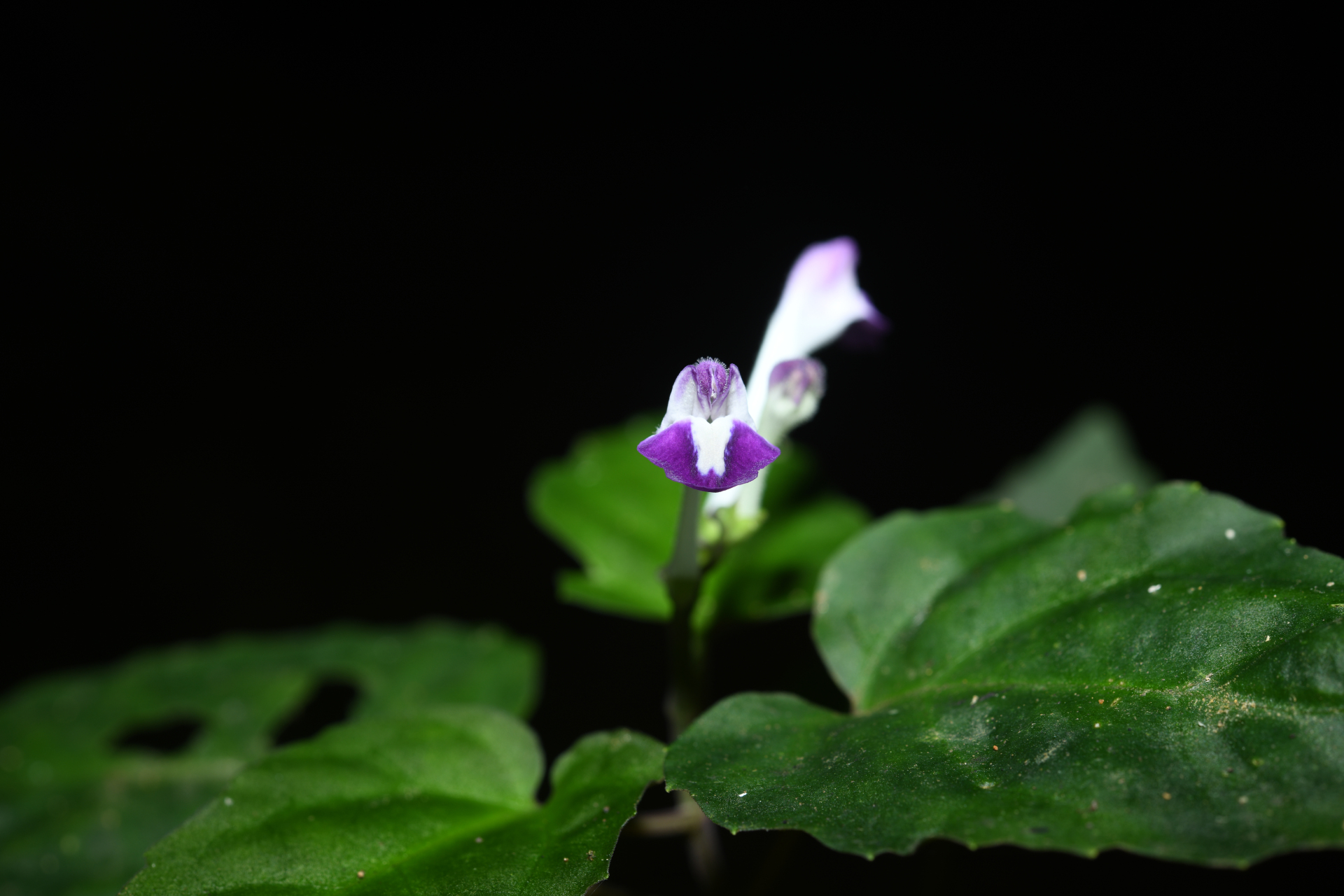 Scutellaria leucantha Loes. - Photo Bivouac Naturaliste