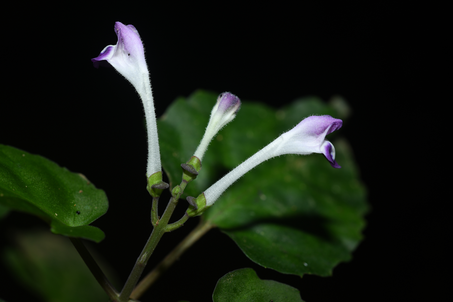 Scutellaria leucantha Loes. - Photo Bivouac Naturaliste