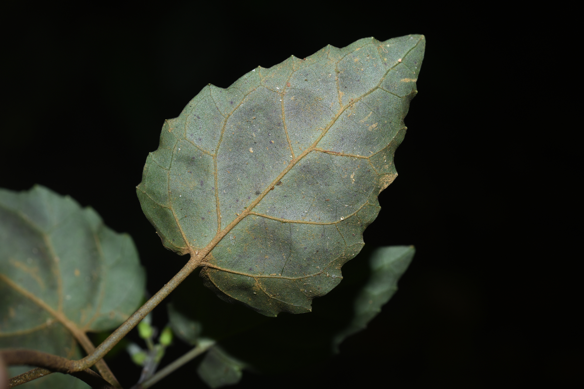 Scutellaria leucantha Loes. - Photo Bivouac Naturaliste