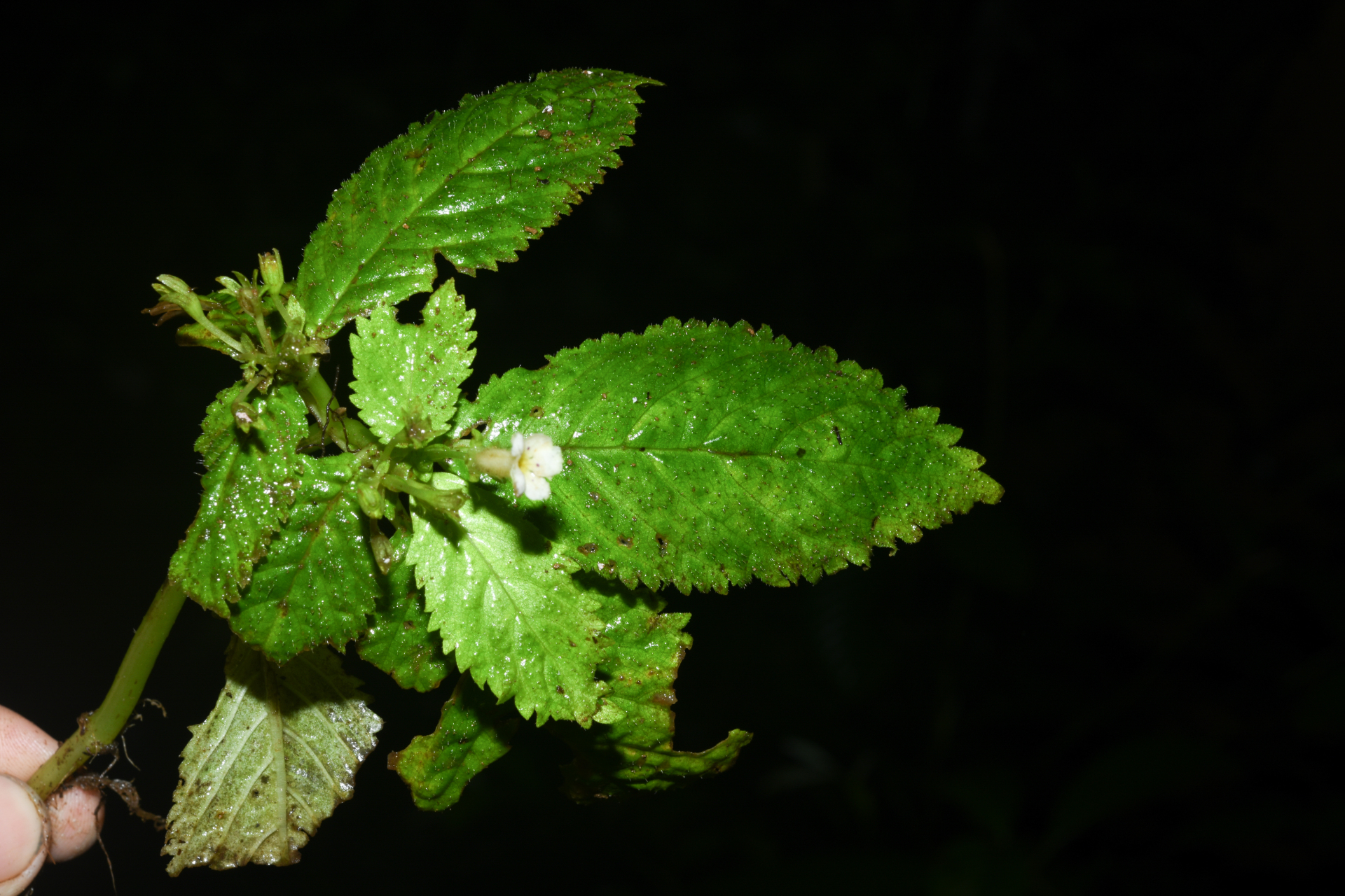 Diastema Benth. - Photo Bivouac Naturaliste