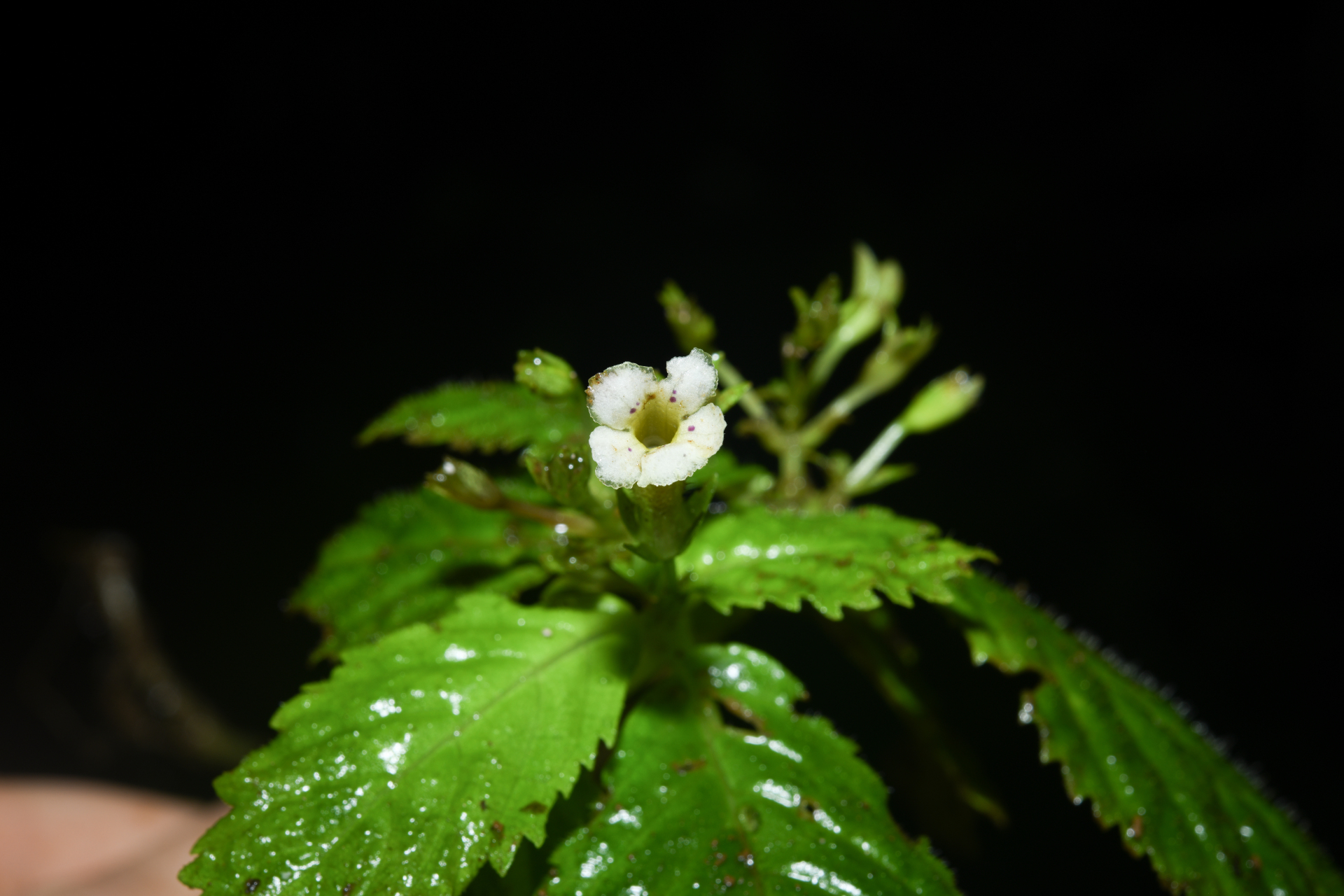 Diastema Benth. - Photo Bivouac Naturaliste
