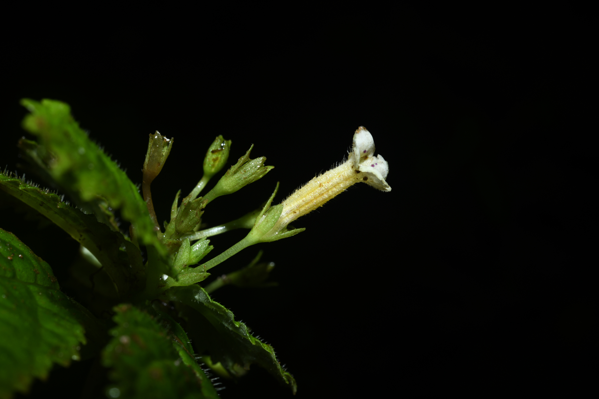 Diastema Benth. - Photo Bivouac Naturaliste