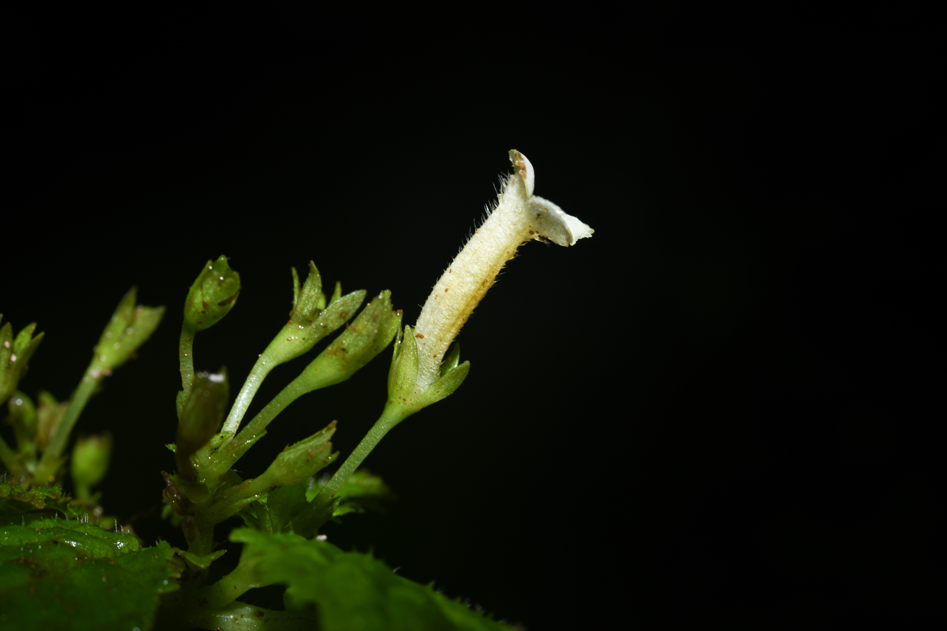 Diastema Benth. - Photo Bivouac Naturaliste