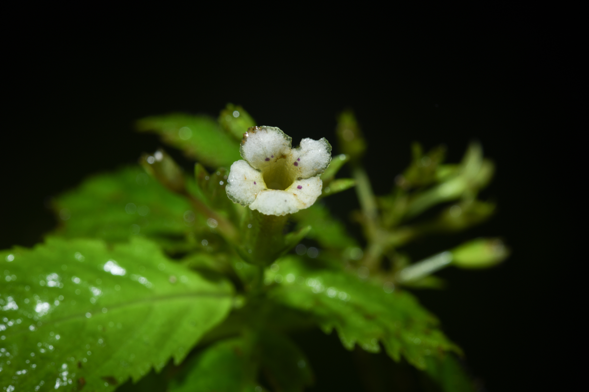 Diastema Benth. - Photo Bivouac Naturaliste