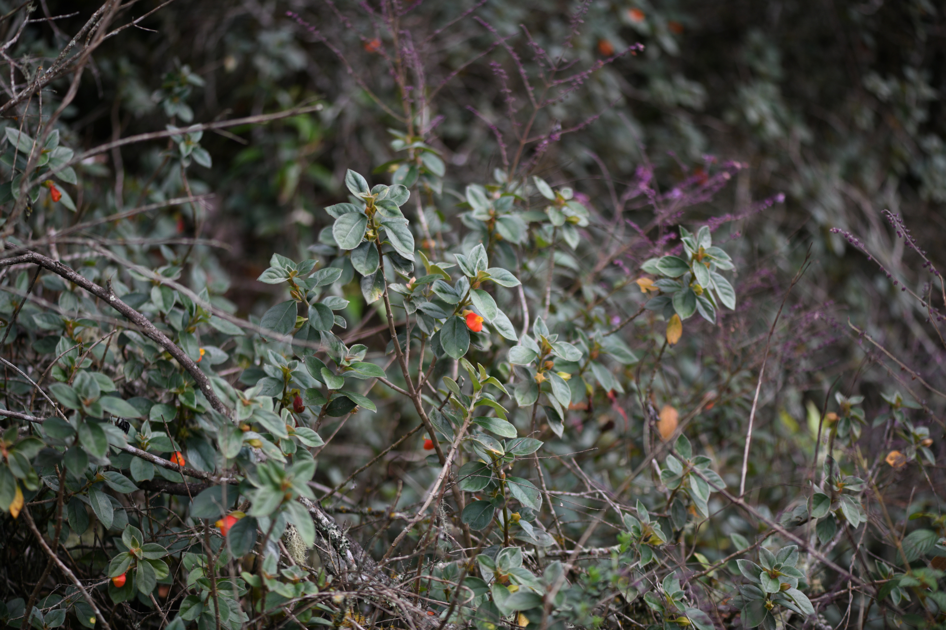Nematanthus strigillosus (Mart.) H.E.Moore - Photo Bivouac Naturaliste