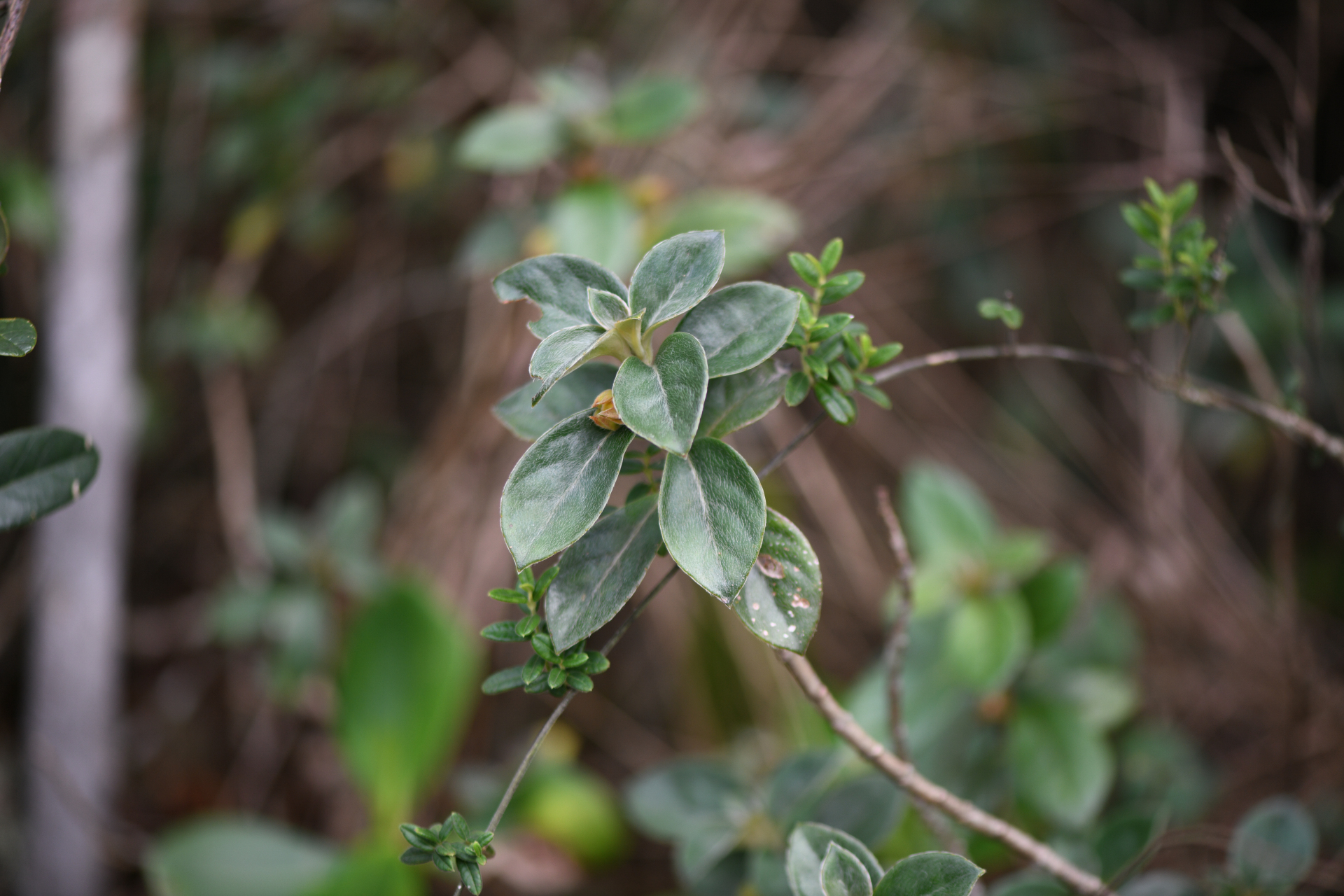 Nematanthus strigillosus (Mart.) H.E.Moore - Photo Bivouac Naturaliste