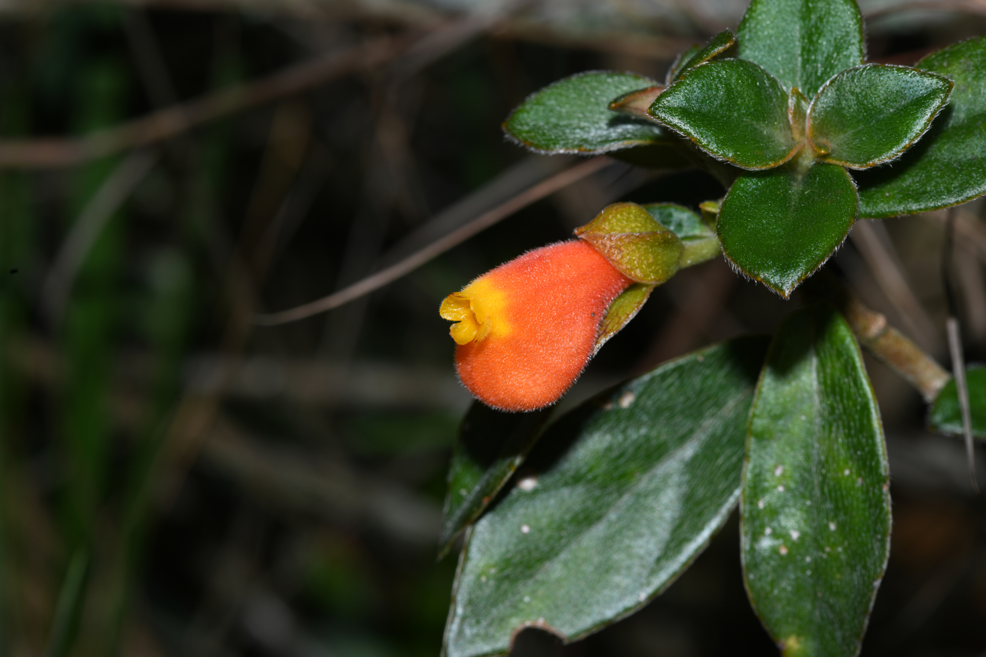 Nematanthus strigillosus (Mart.) H.E.Moore - Photo Bivouac Naturaliste