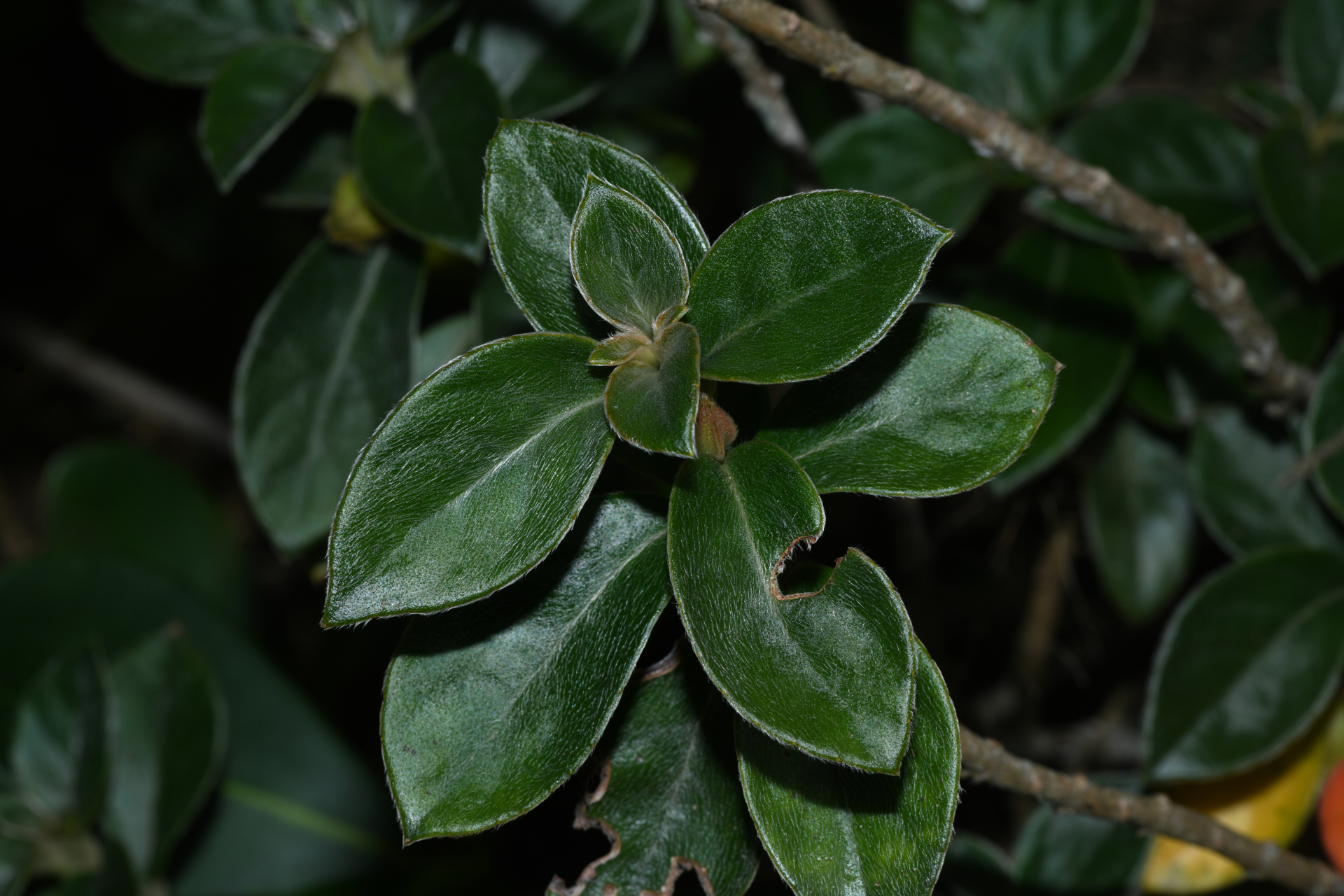 Nematanthus strigillosus (Mart.) H.E.Moore - Photo Bivouac Naturaliste