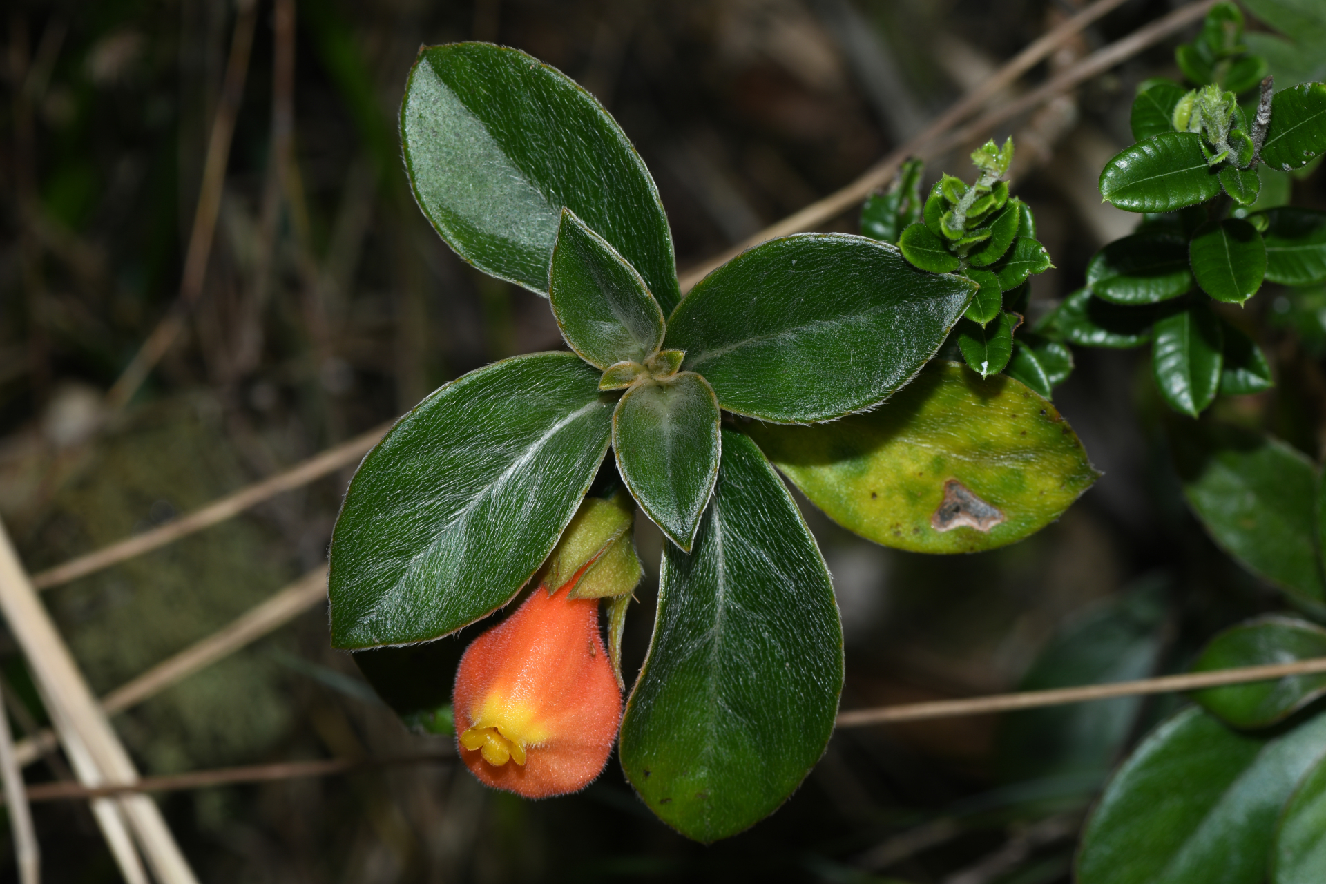Nematanthus strigillosus (Mart.) H.E.Moore - Photo Bivouac Naturaliste
