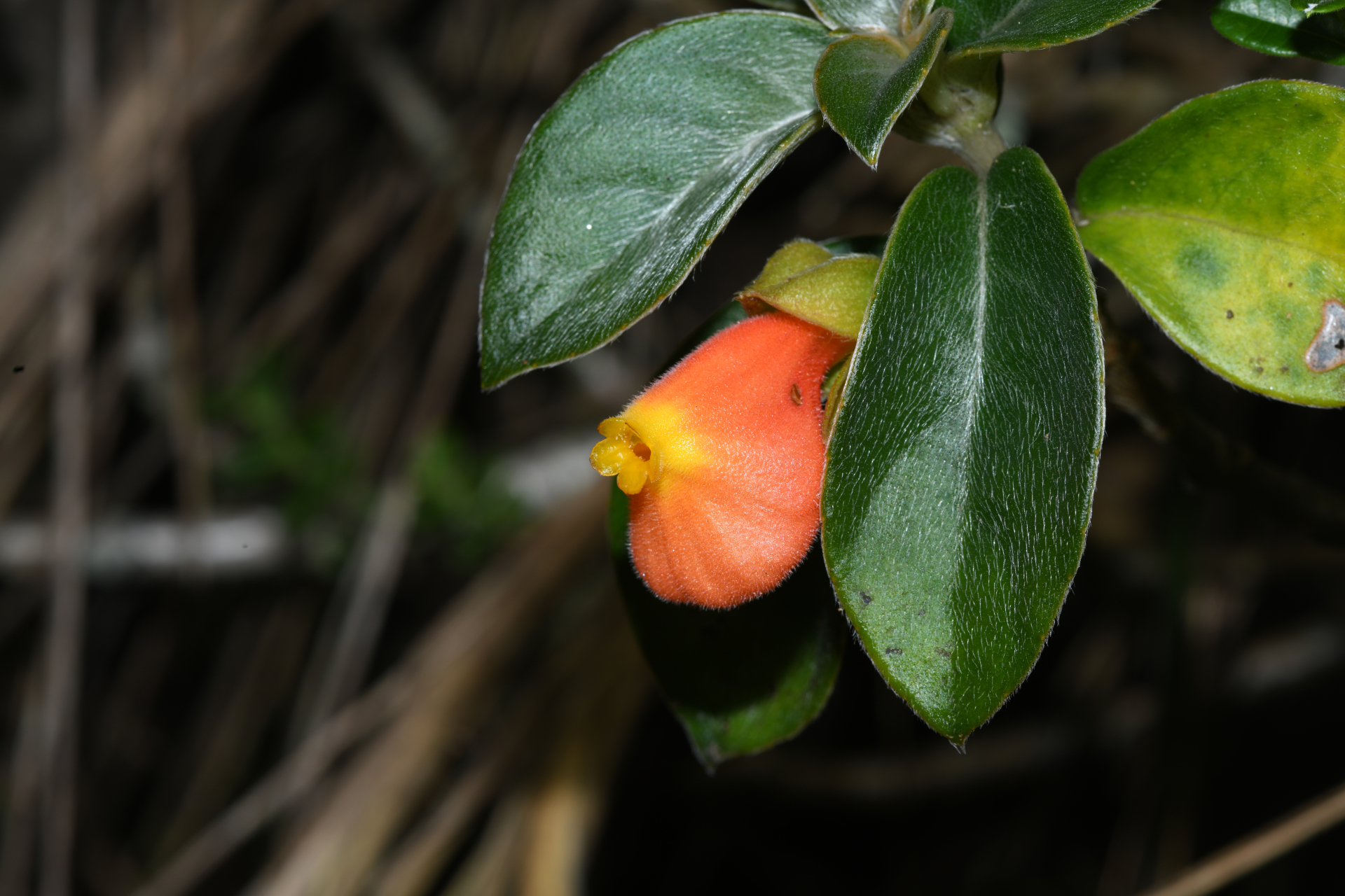 Nematanthus strigillosus (Mart.) H.E.Moore - Photo Bivouac Naturaliste