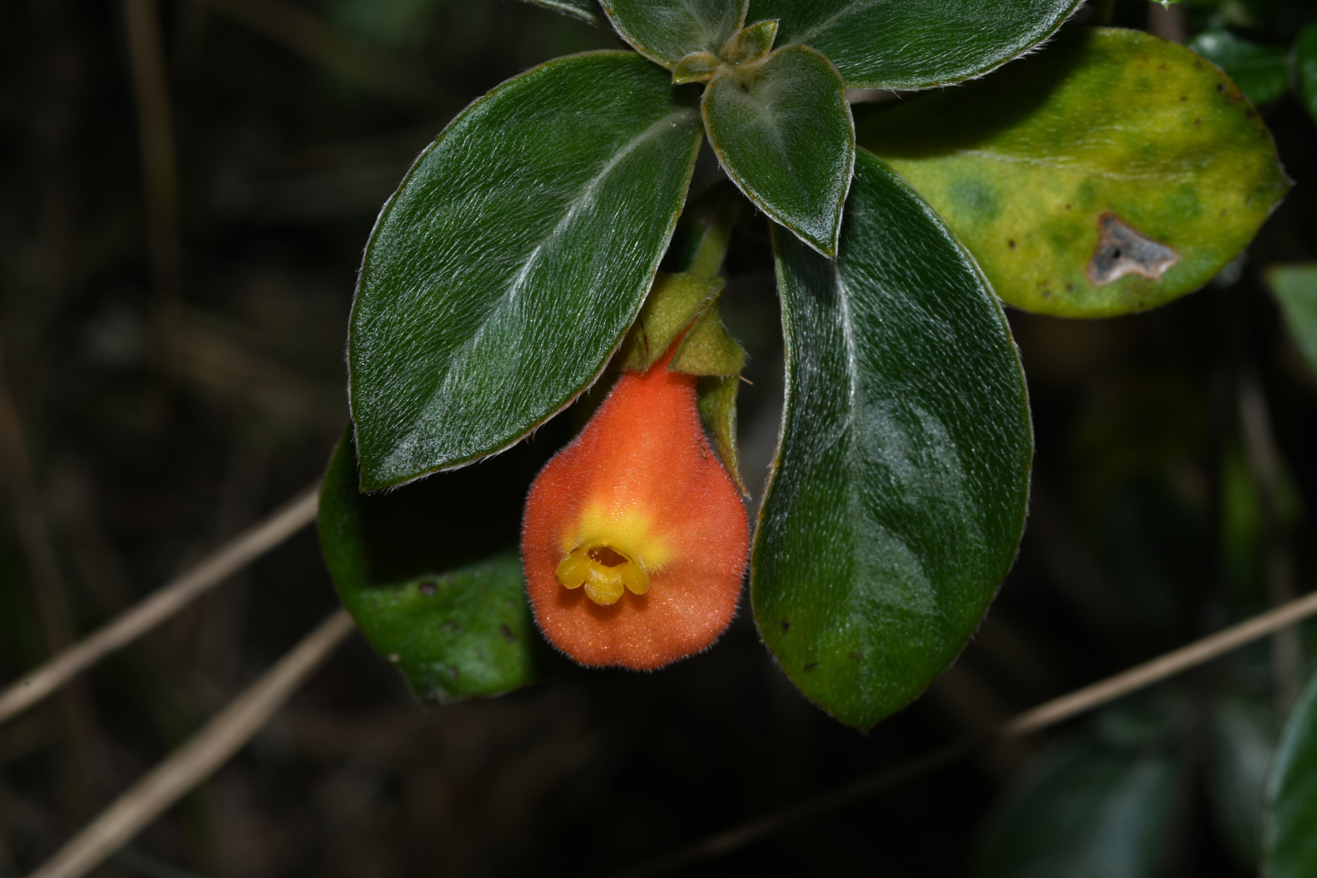 Nematanthus strigillosus (Mart.) H.E.Moore - Photo Bivouac Naturaliste