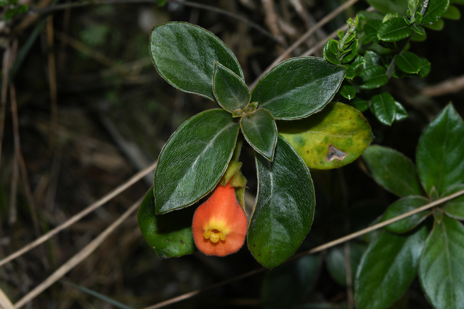 Nematanthus strigillosus (Mart.) H.E.Moore - Photo Bivouac Naturaliste