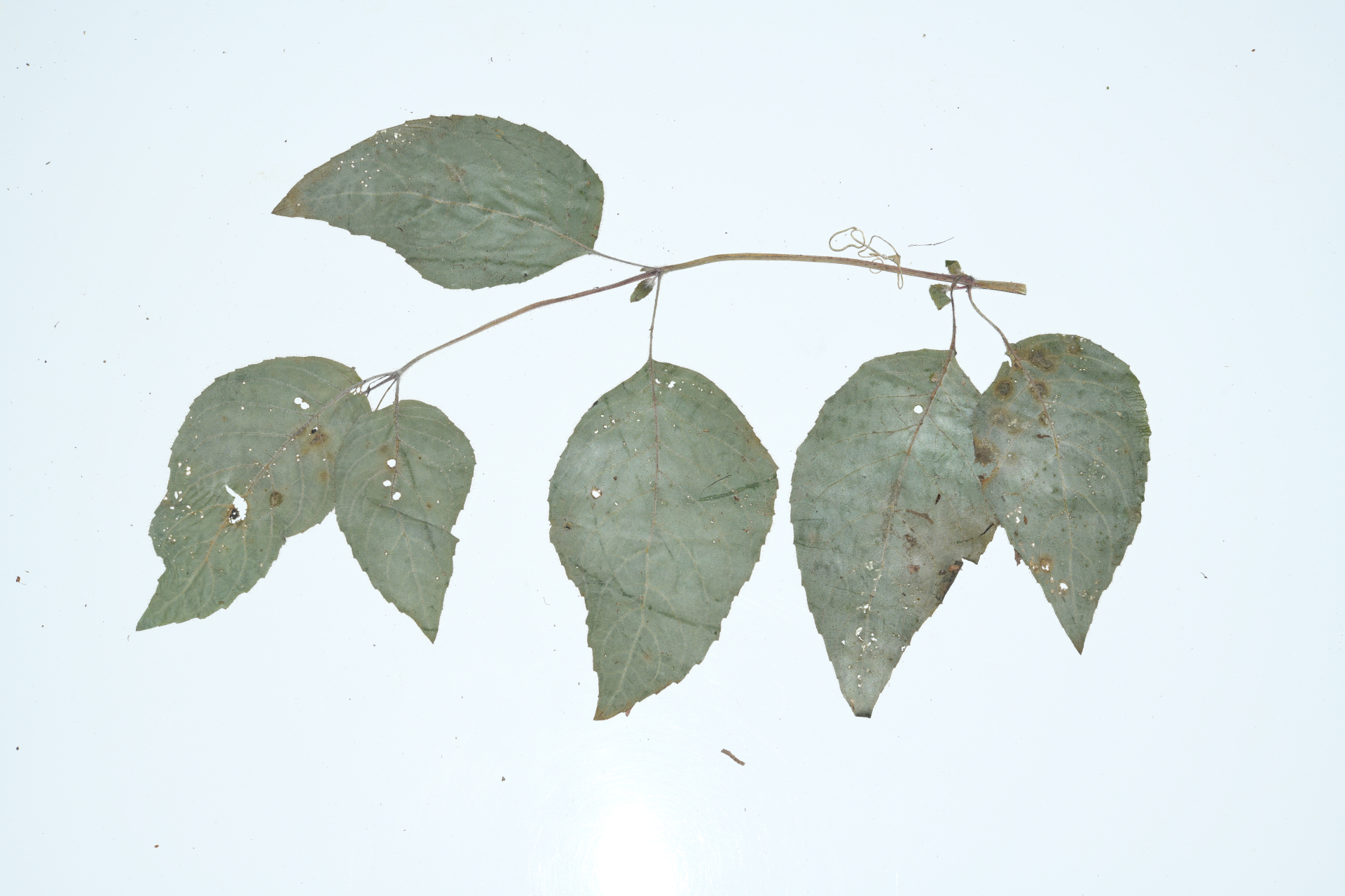 Seemannia purpurascens Rusby - Photo Bivouac Naturaliste