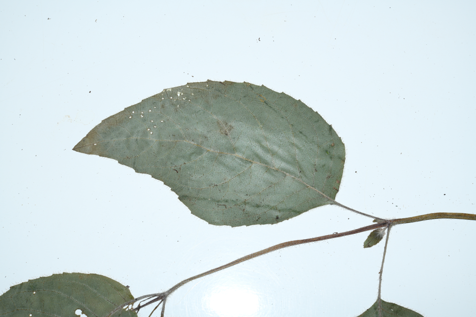 Seemannia purpurascens Rusby - Photo Bivouac Naturaliste