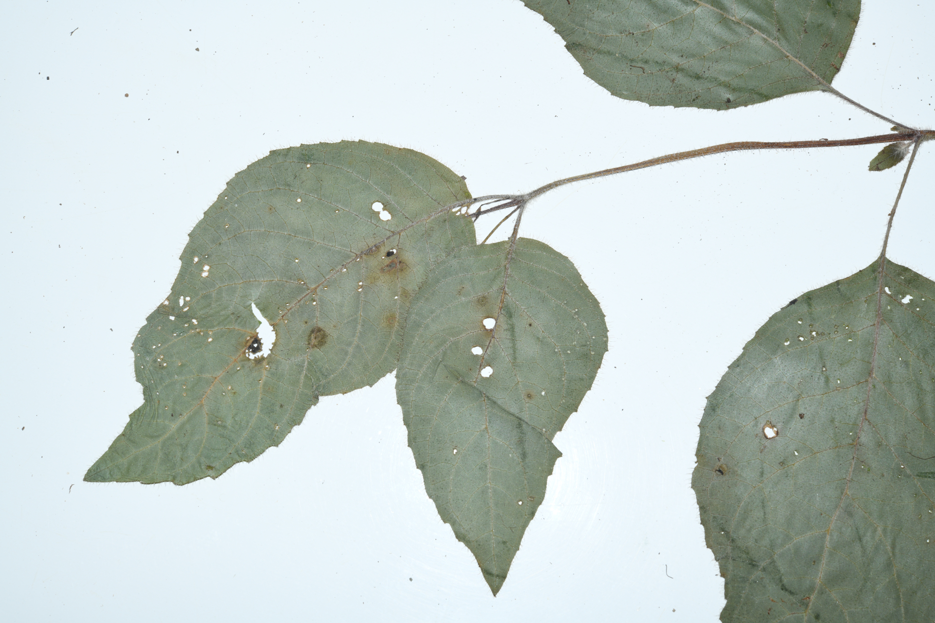 Seemannia purpurascens Rusby - Photo Bivouac Naturaliste
