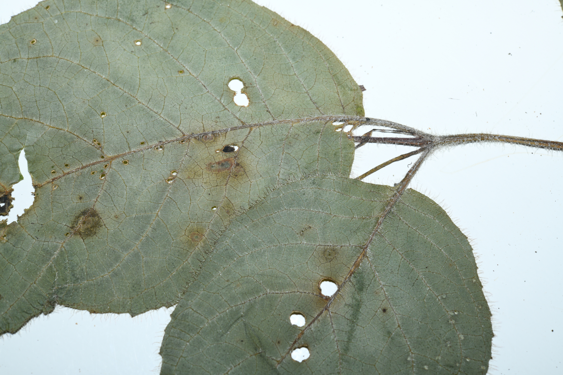 Seemannia purpurascens Rusby - Photo Bivouac Naturaliste
