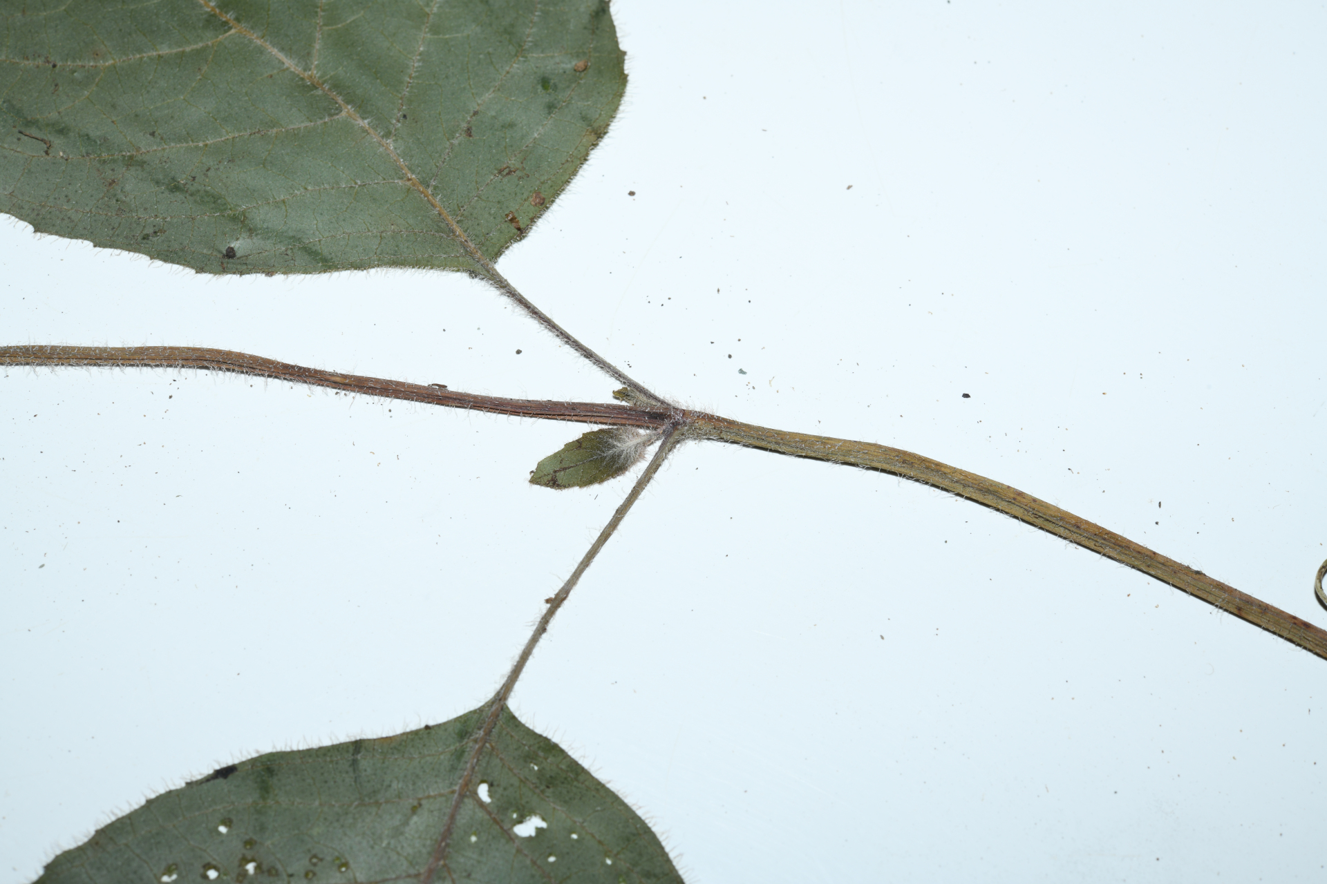 Seemannia purpurascens Rusby - Photo Bivouac Naturaliste