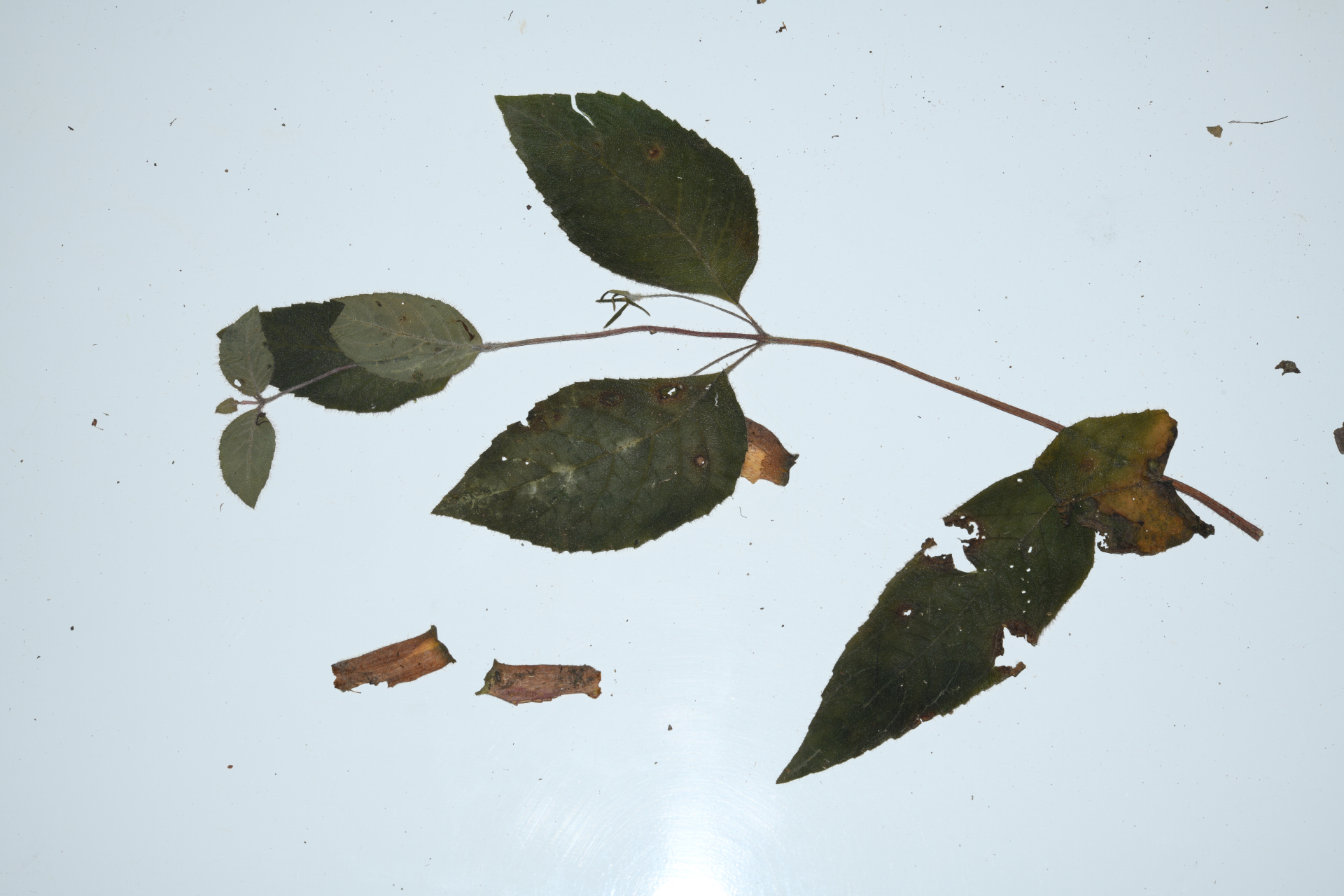 Seemannia purpurascens Rusby - Photo Bivouac Naturaliste