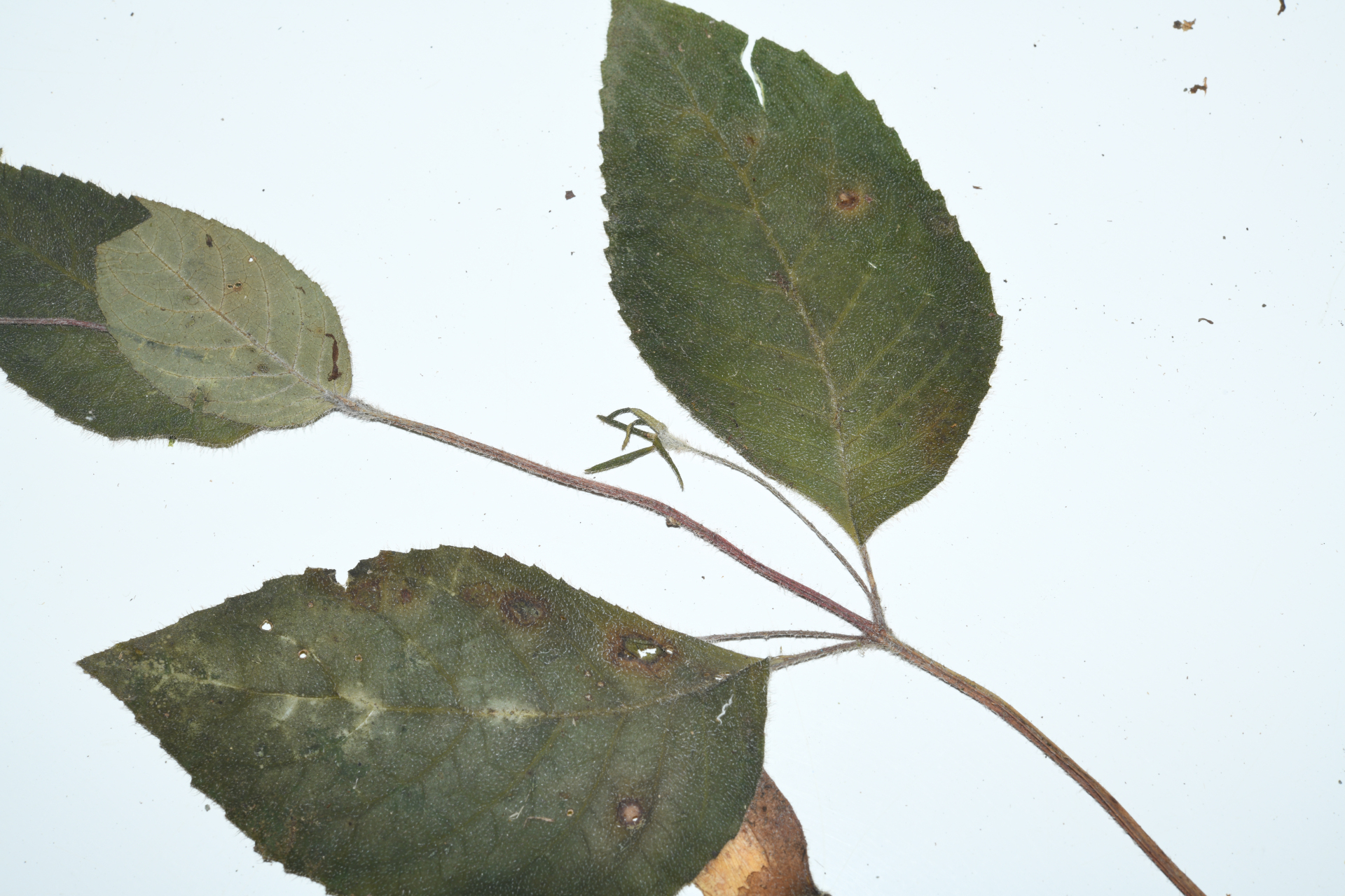Seemannia purpurascens Rusby - Photo Bivouac Naturaliste