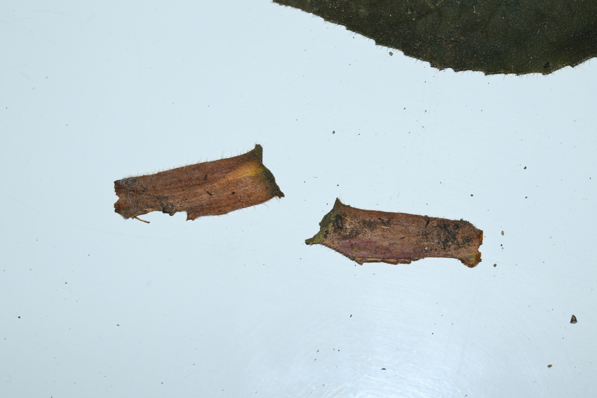 Seemannia purpurascens Rusby - Photo Bivouac Naturaliste