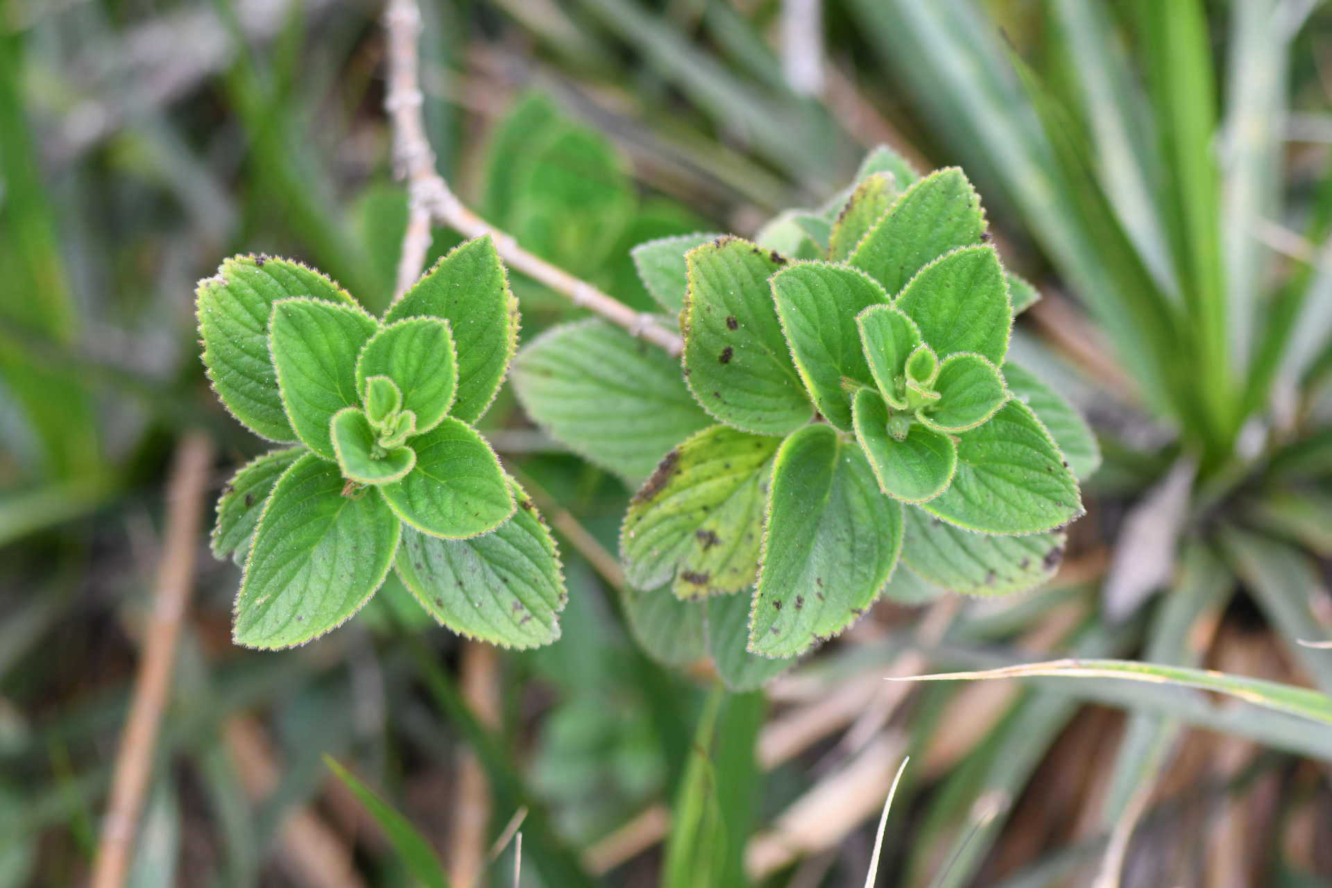 Vanhouttea hilariana Chautems - Photo Bivouac Naturaliste