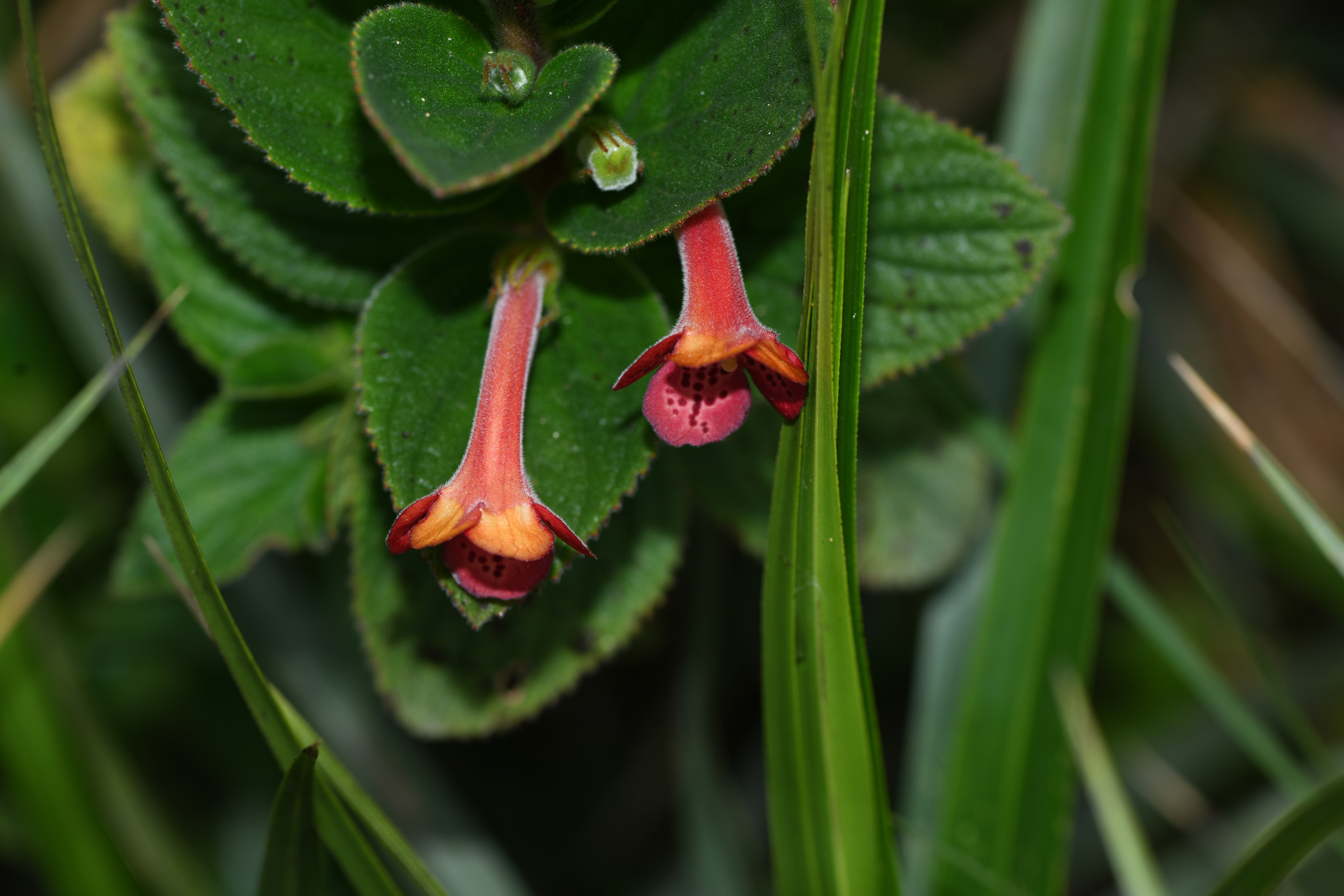 Vanhouttea hilariana Chautems - Photo Bivouac Naturaliste