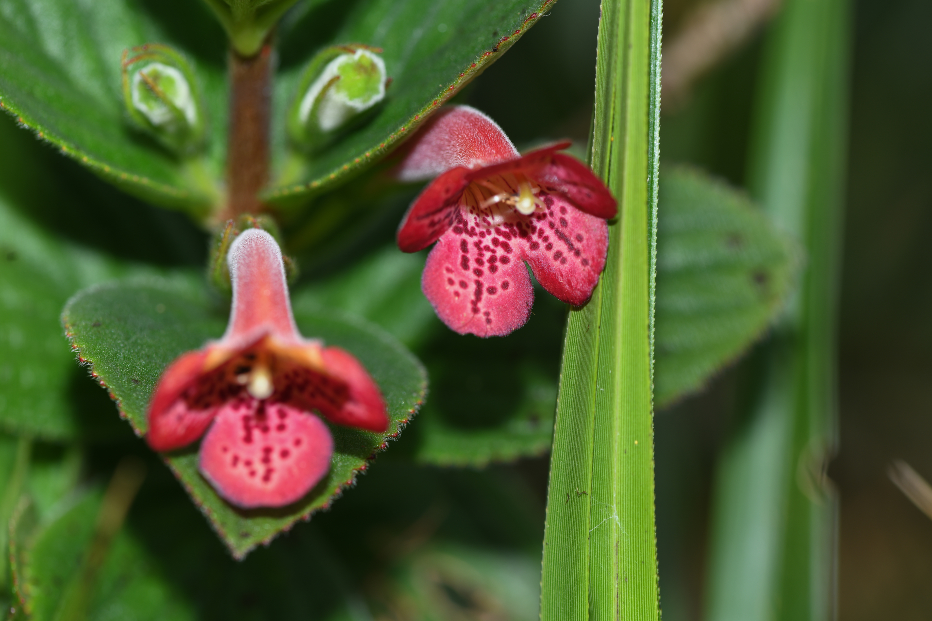 Vanhouttea hilariana Chautems - Photo Bivouac Naturaliste
