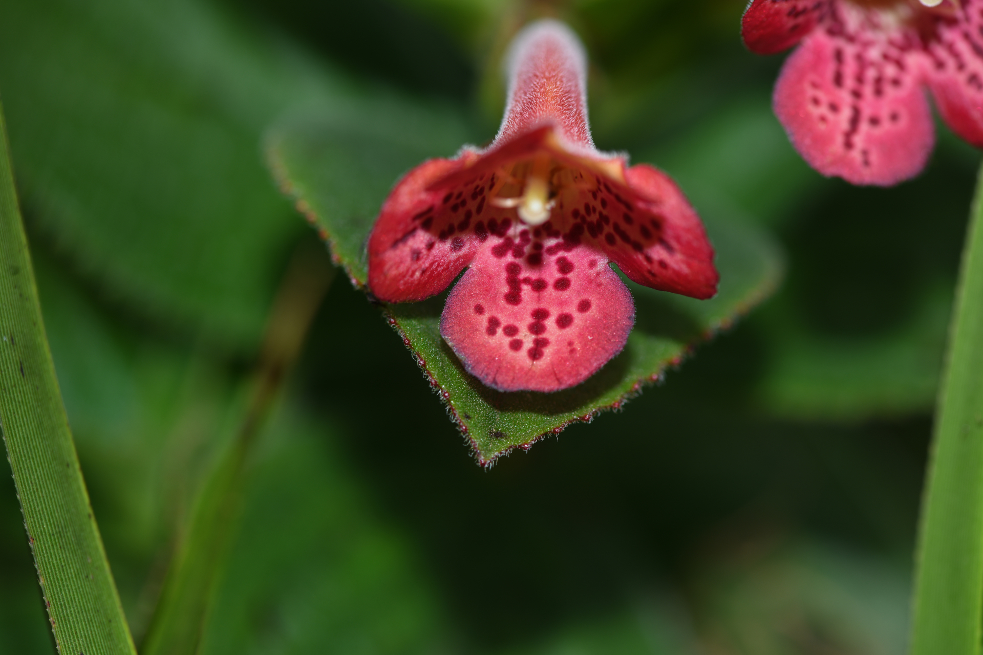 Vanhouttea hilariana Chautems - Photo Bivouac Naturaliste