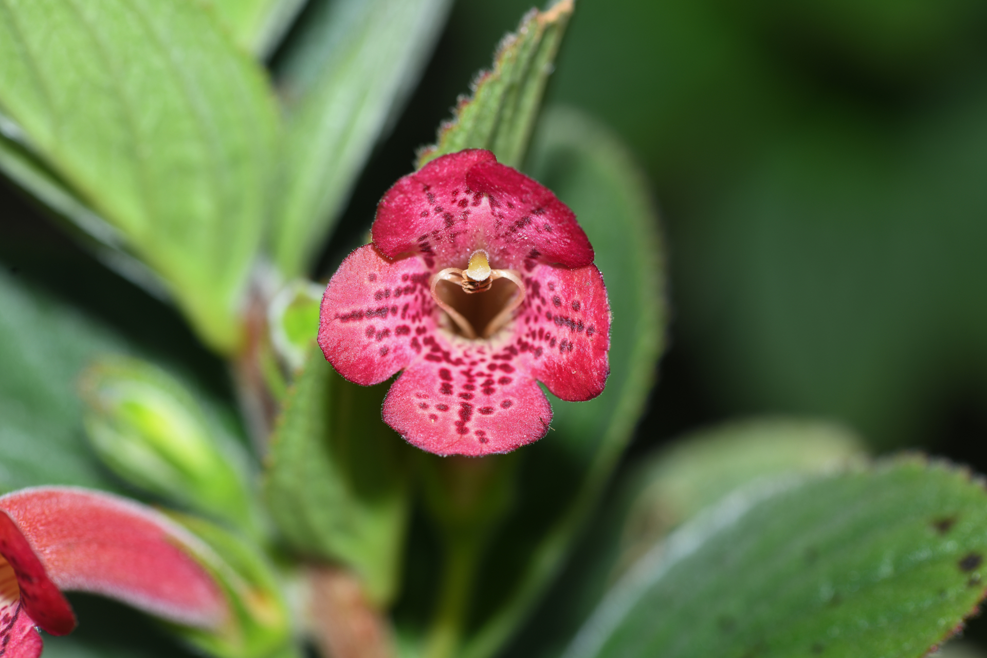 Vanhouttea hilariana Chautems - Photo Bivouac Naturaliste