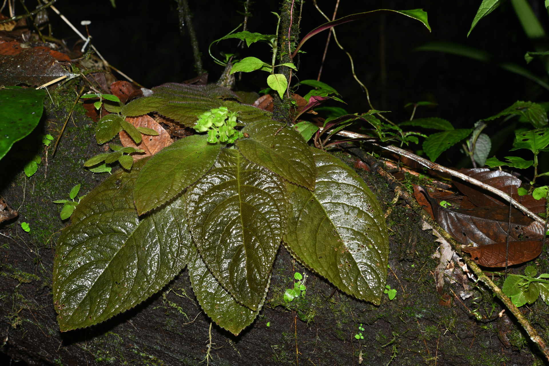 Christopheria xantha (Leeuwenb.) J.F.Sm. & J.L.Clark - Photo Bivouac Naturaliste