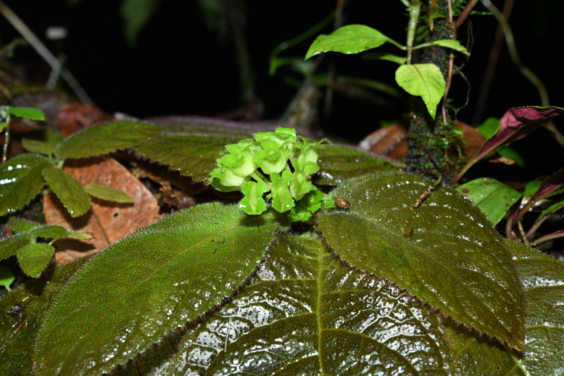 Christopheria xantha (Leeuwenb.) J.F.Sm. & J.L.Clark - Photo Bivouac Naturaliste