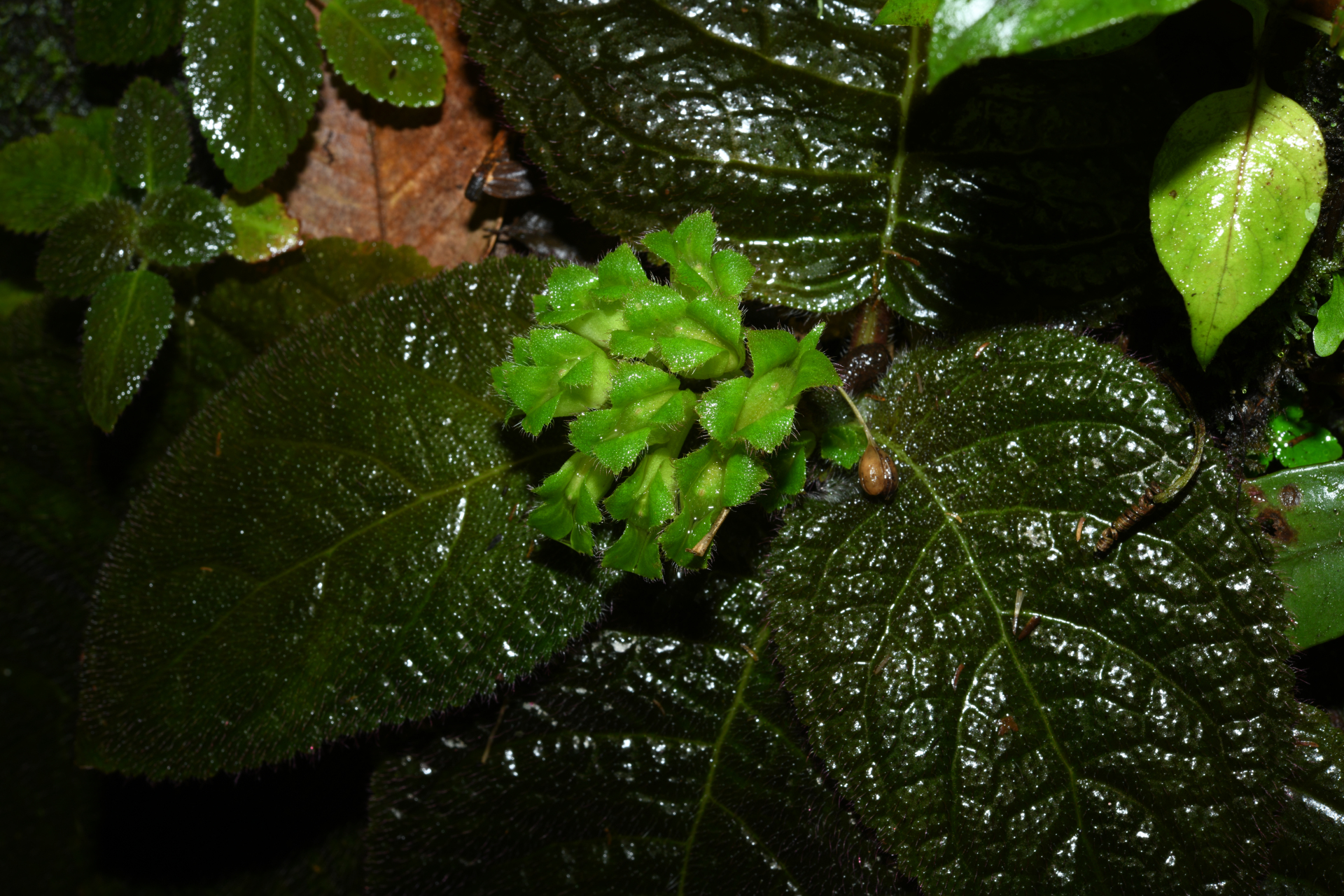 Christopheria xantha (Leeuwenb.) J.F.Sm. & J.L.Clark - Photo Bivouac Naturaliste