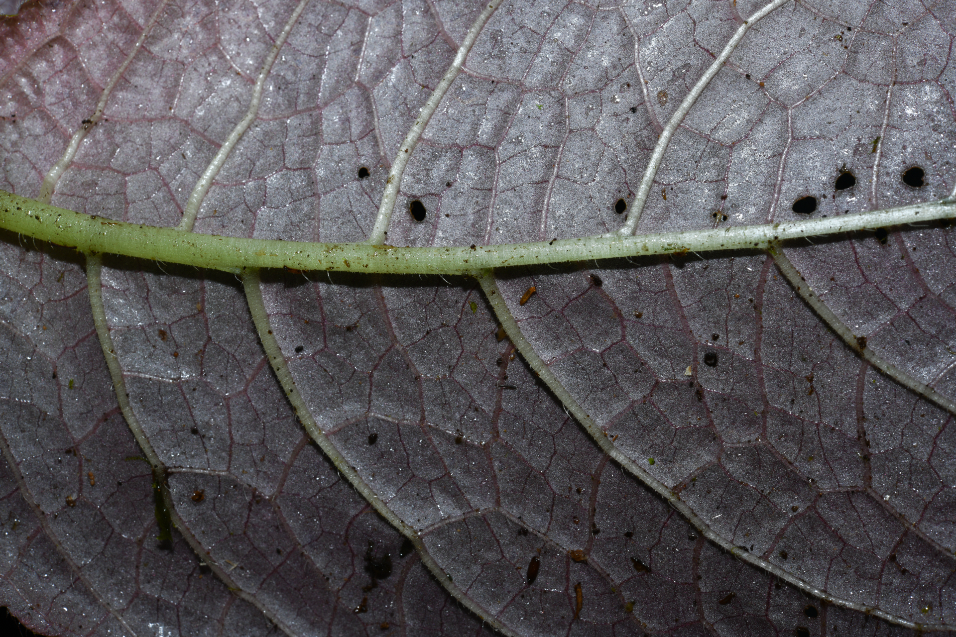 Christopheria xantha (Leeuwenb.) J.F.Sm. & J.L.Clark - Photo Bivouac Naturaliste