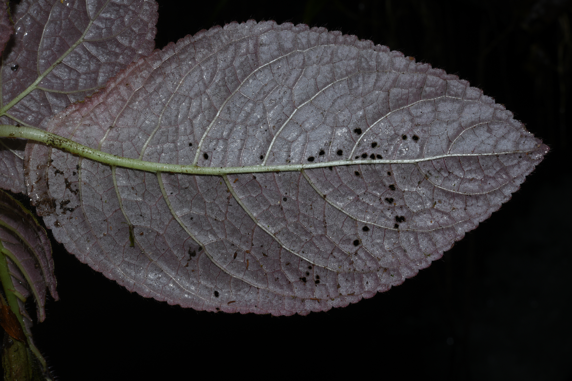 Christopheria xantha (Leeuwenb.) J.F.Sm. & J.L.Clark - Photo Bivouac Naturaliste