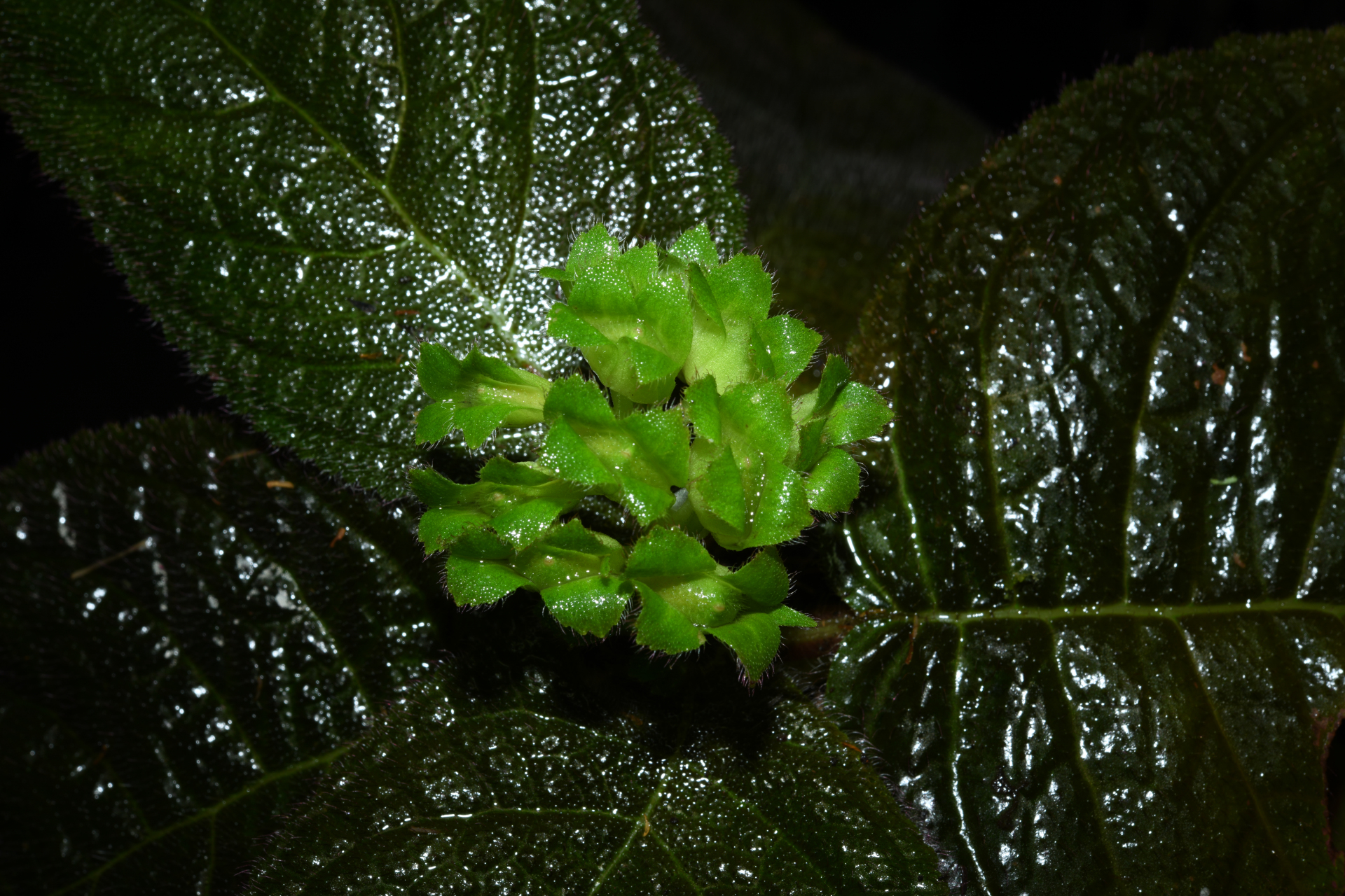 Christopheria xantha (Leeuwenb.) J.F.Sm. & J.L.Clark - Photo Bivouac Naturaliste