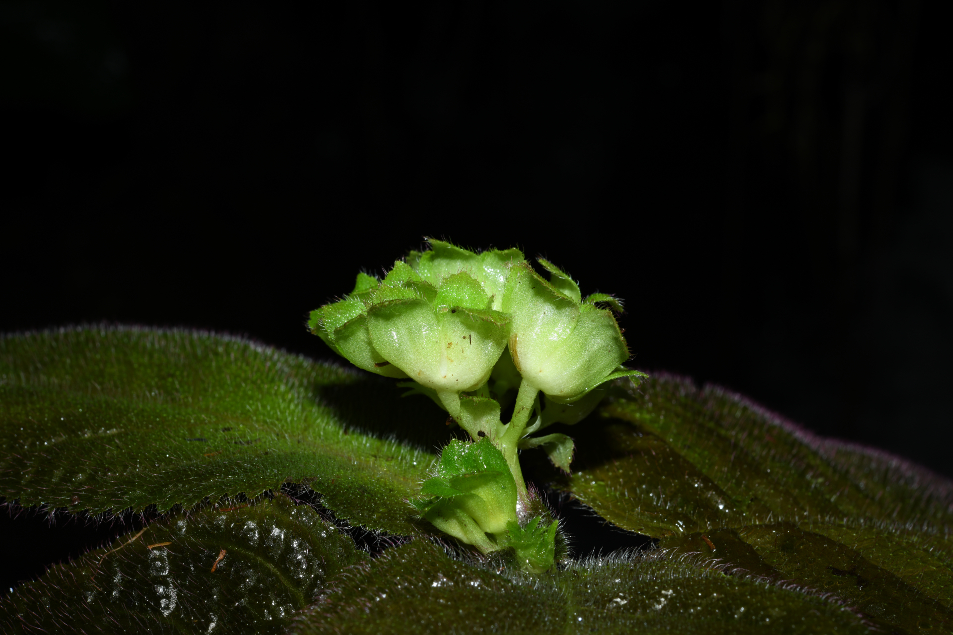 Christopheria xantha (Leeuwenb.) J.F.Sm. & J.L.Clark - Photo Bivouac Naturaliste