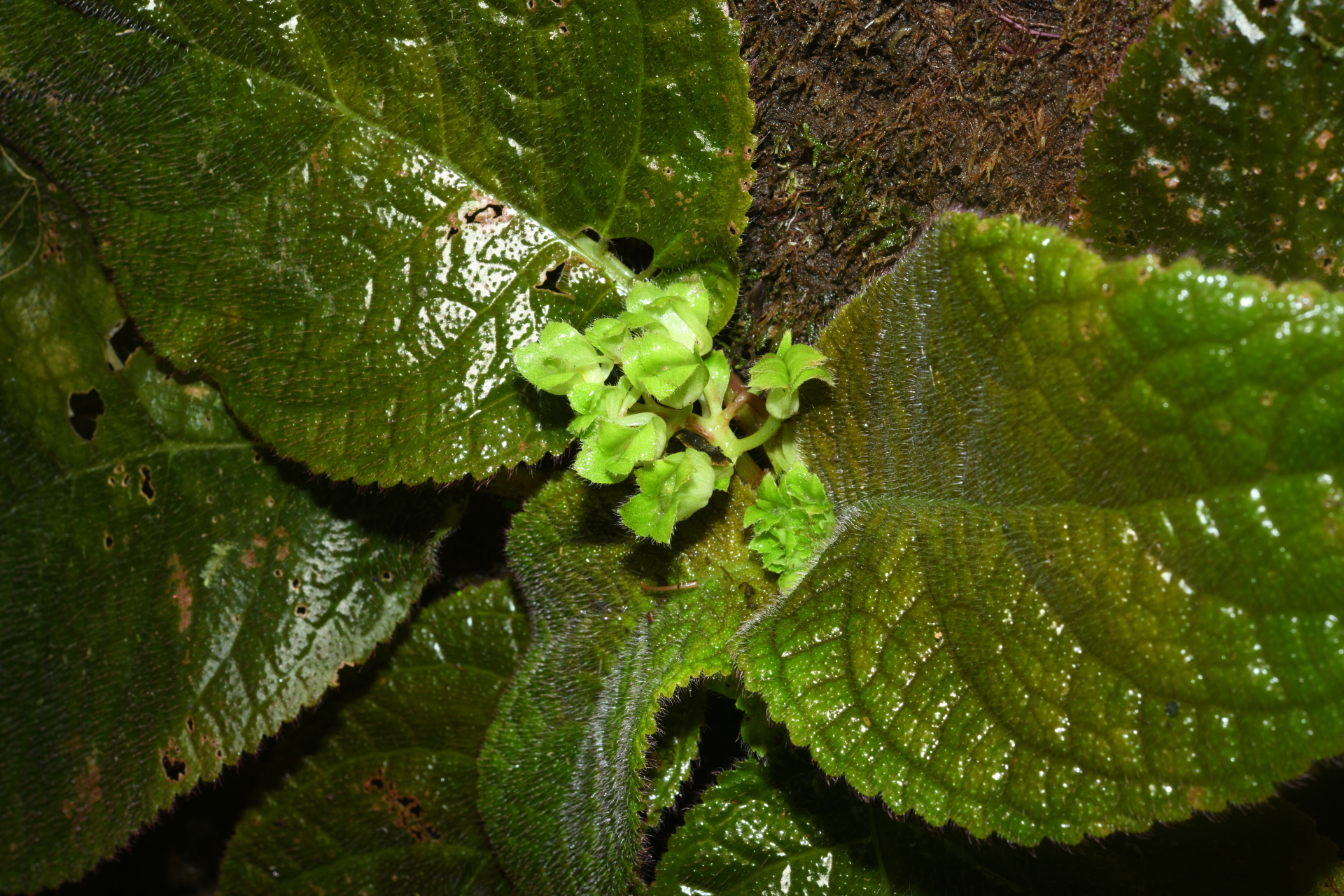 Christopheria xantha (Leeuwenb.) J.F.Sm. & J.L.Clark - Photo Bivouac Naturaliste