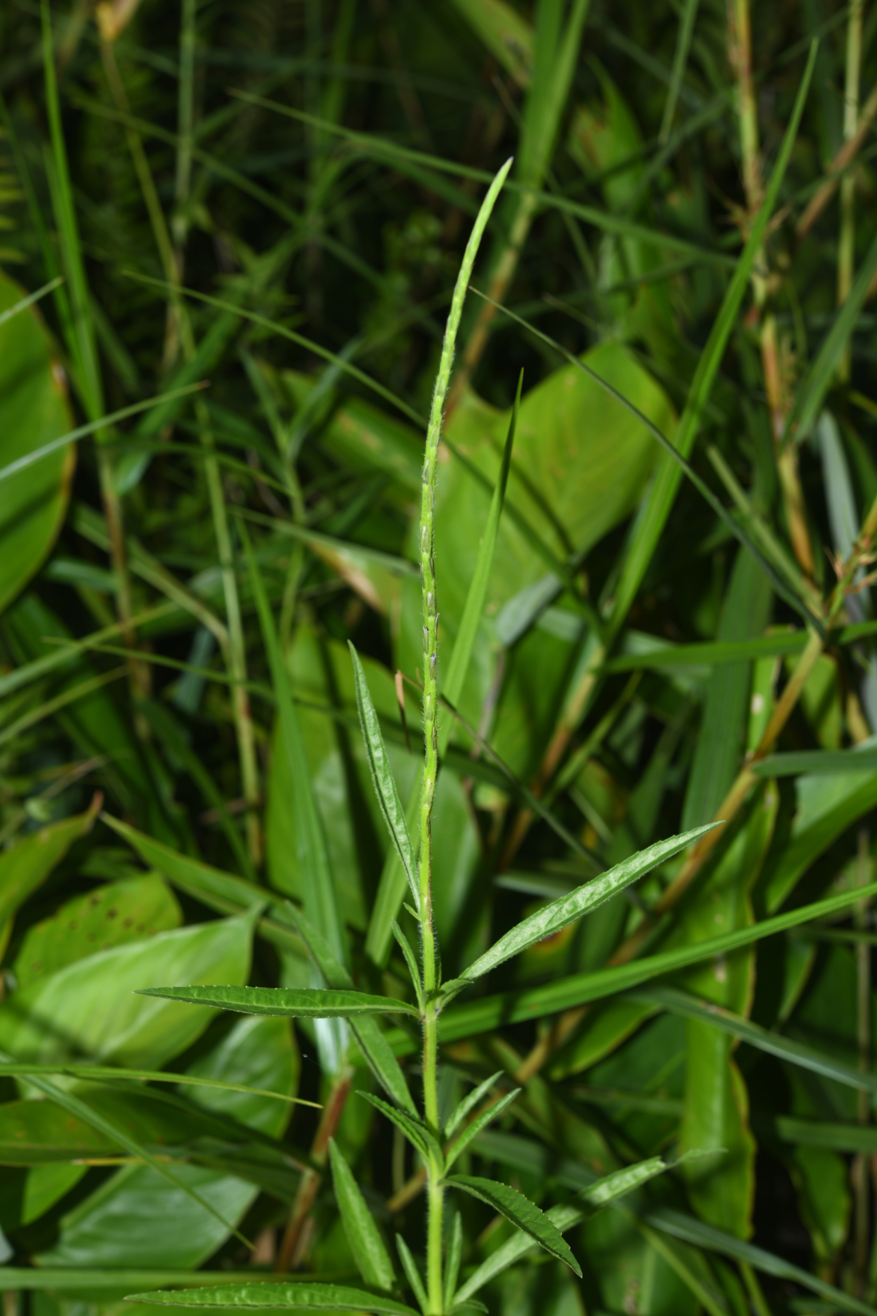 Stachytarpheta indica (L.) Vahl - Photo Bivouac Naturaliste